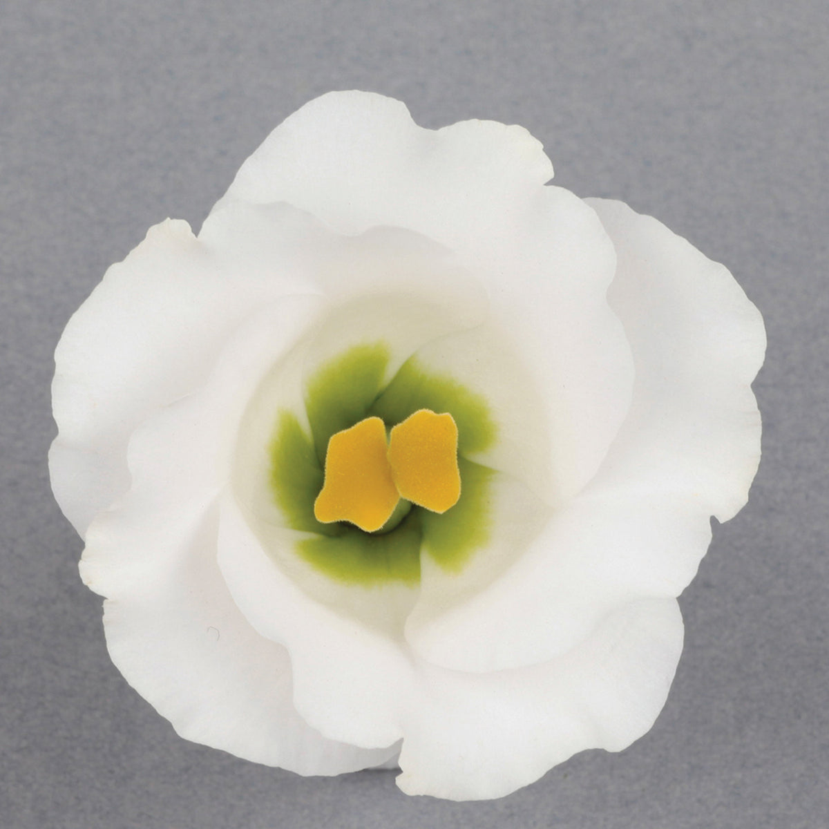 Lisianthus, Solo Pure White II Hybrid