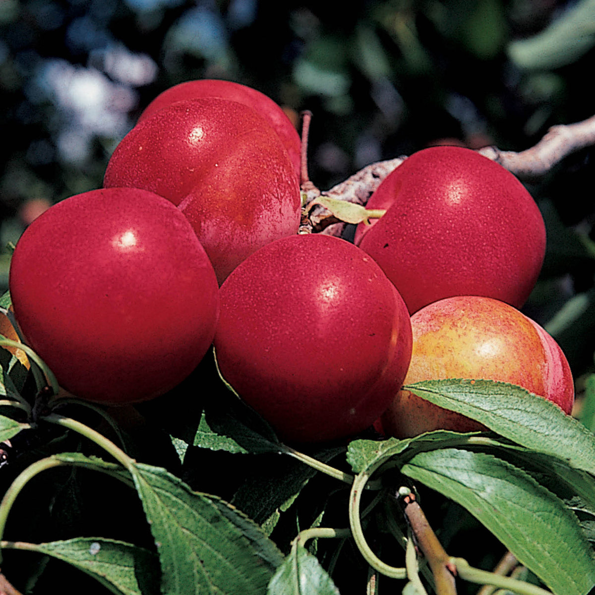 Plum Offer #2