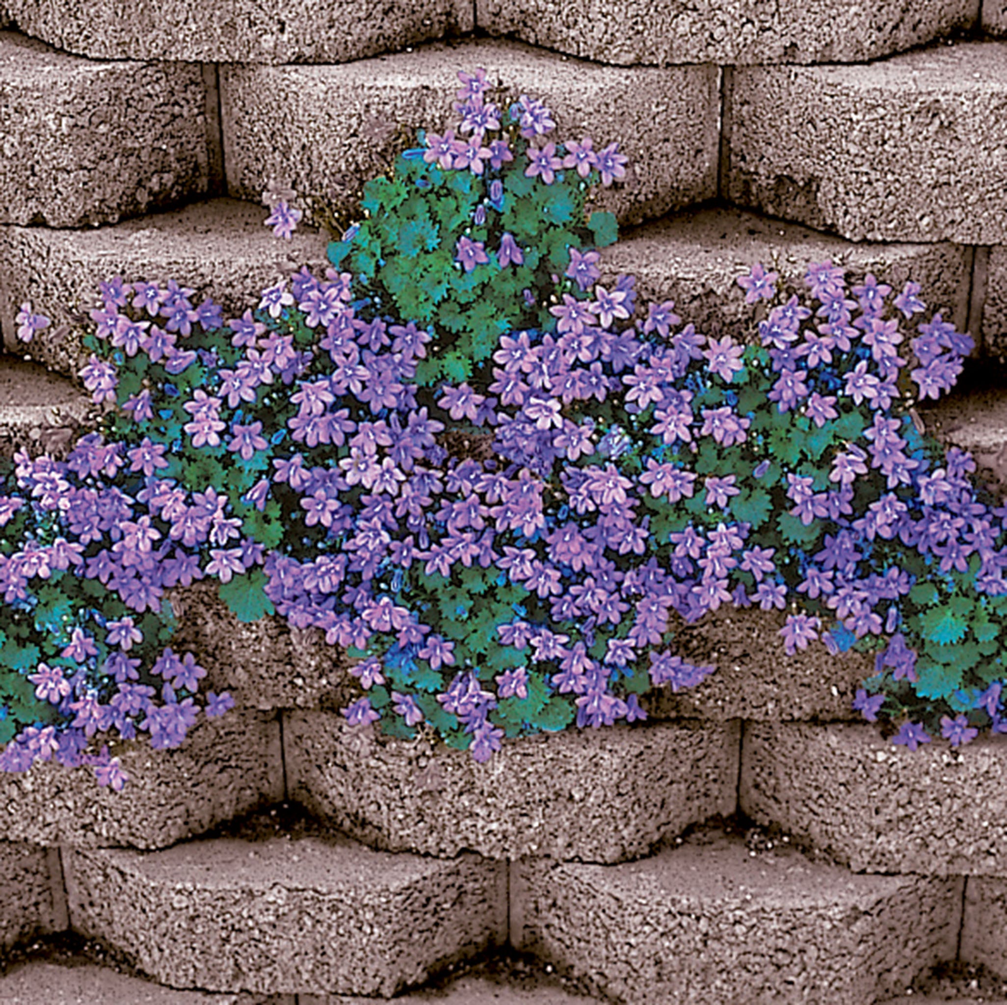 Campanula, Dalmatian Bellflower