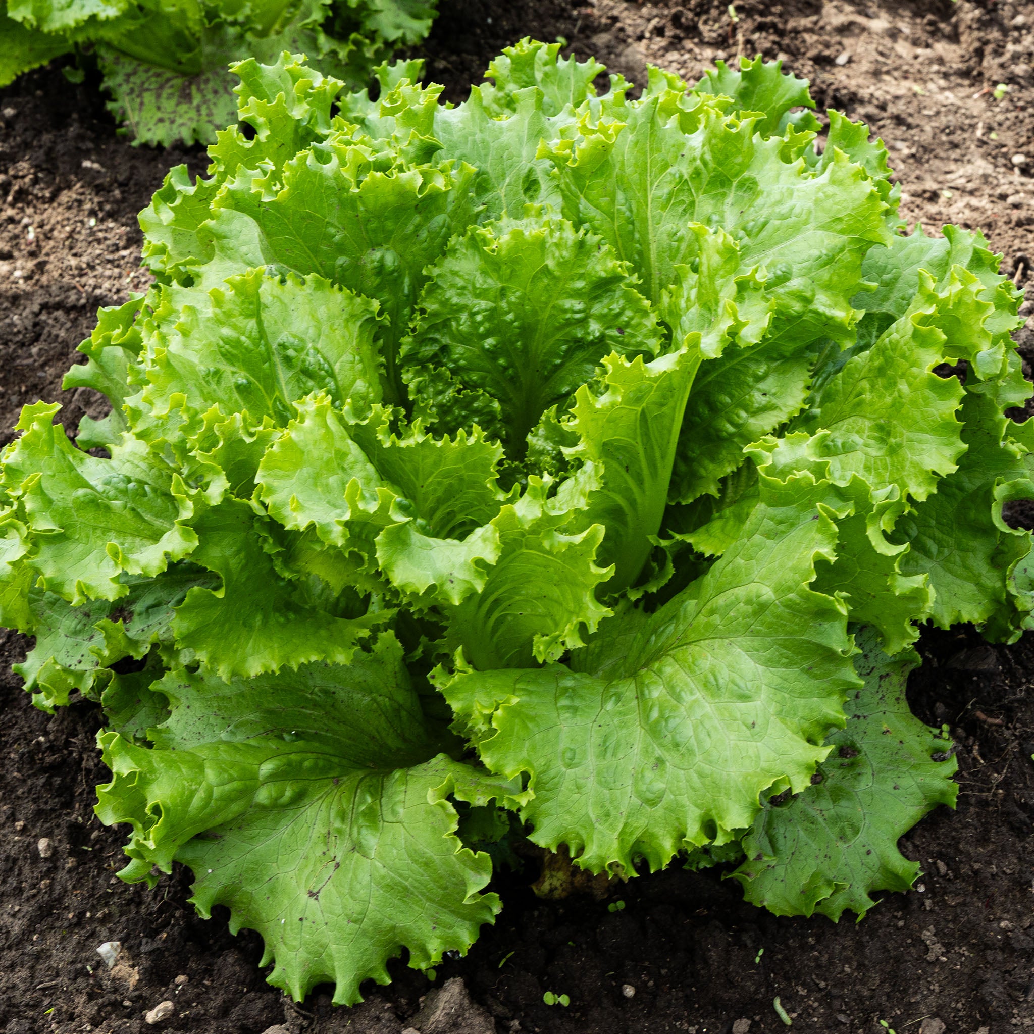 Lettuce, Batavia, Thunderstruck