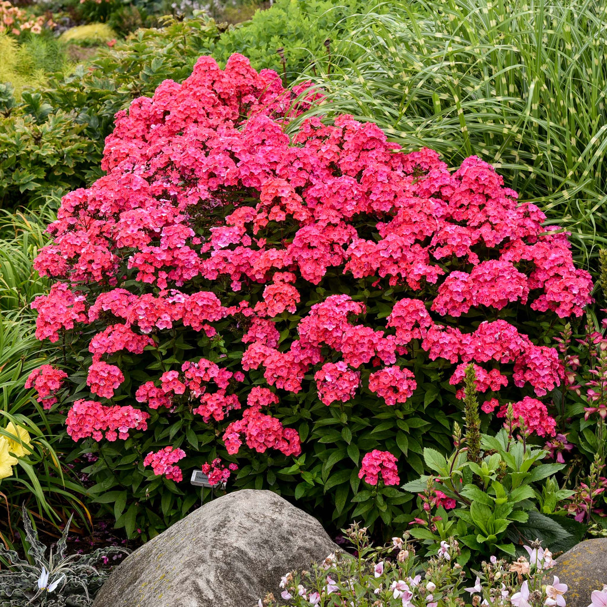 Phlox, Garden Girls™ Glamour Girl