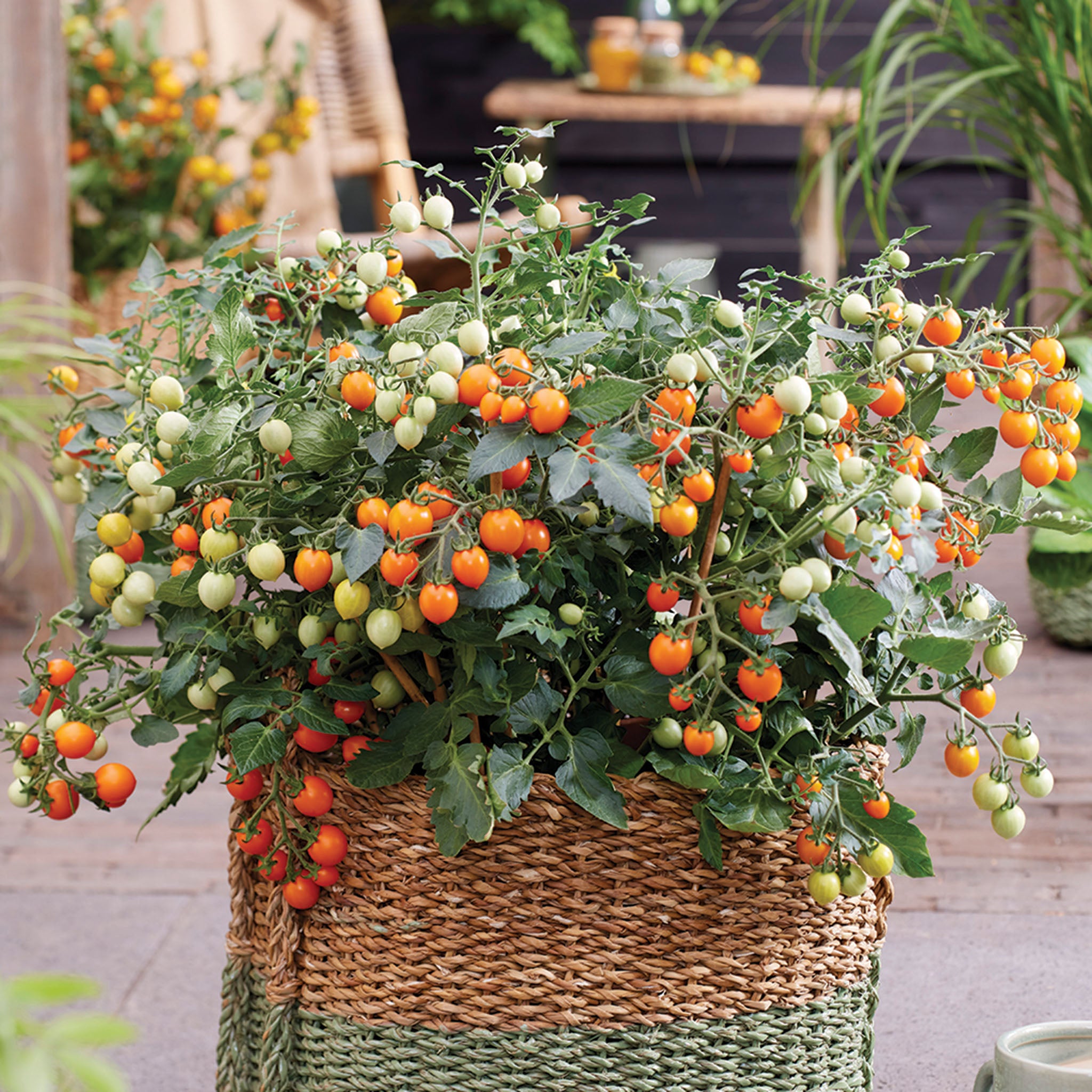 Tomato, Tiny Temptations Orange Hybrid