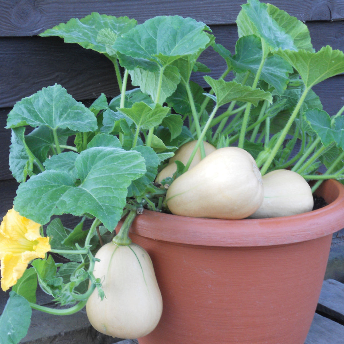 Squash, Winter, Butterbush Hybrid
