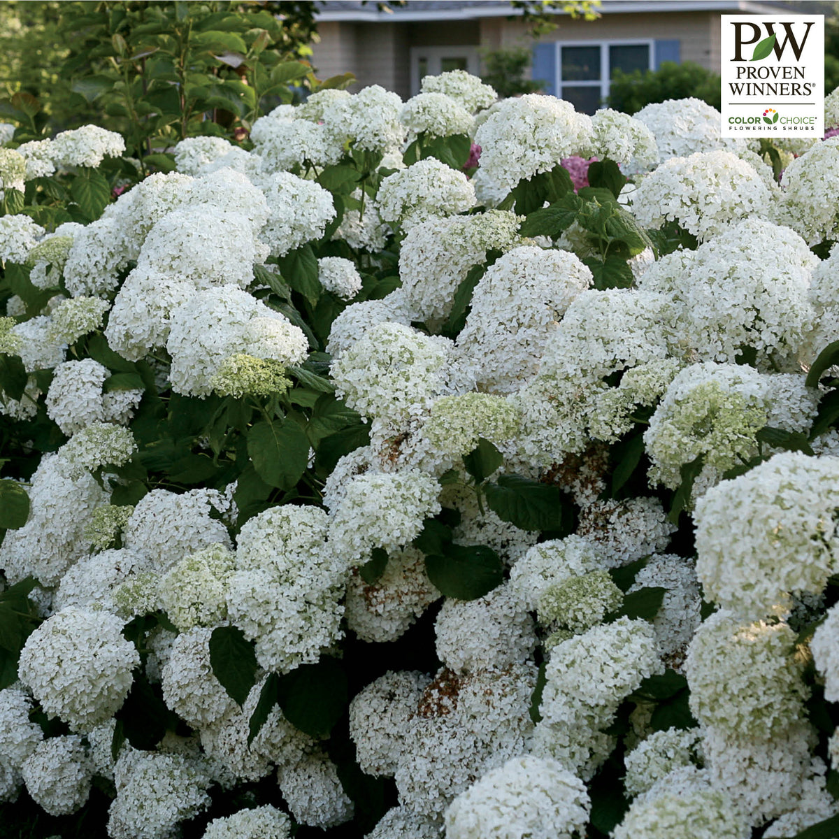 Hydrangea, Incrediball®