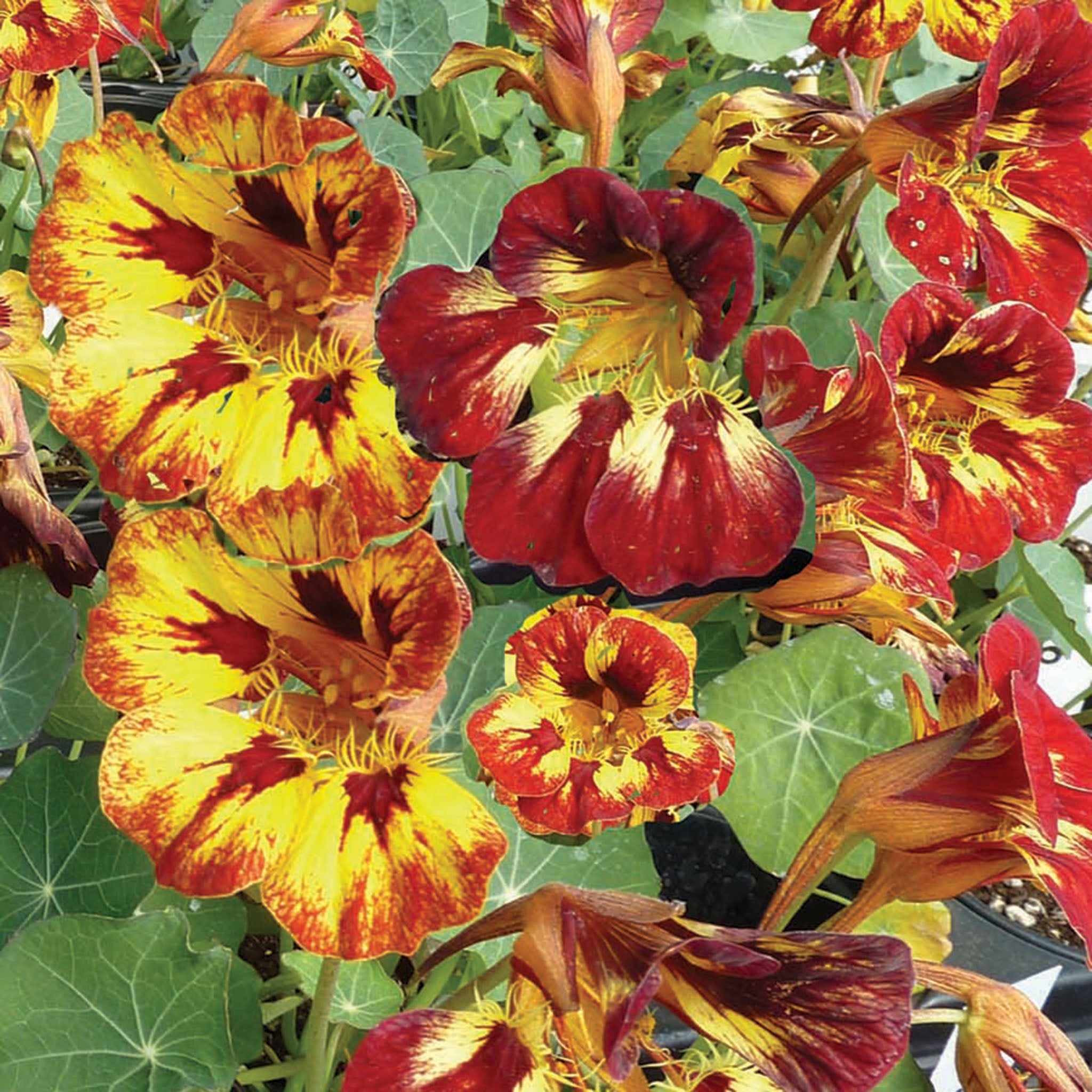 Nasturtium, Orchid Flame