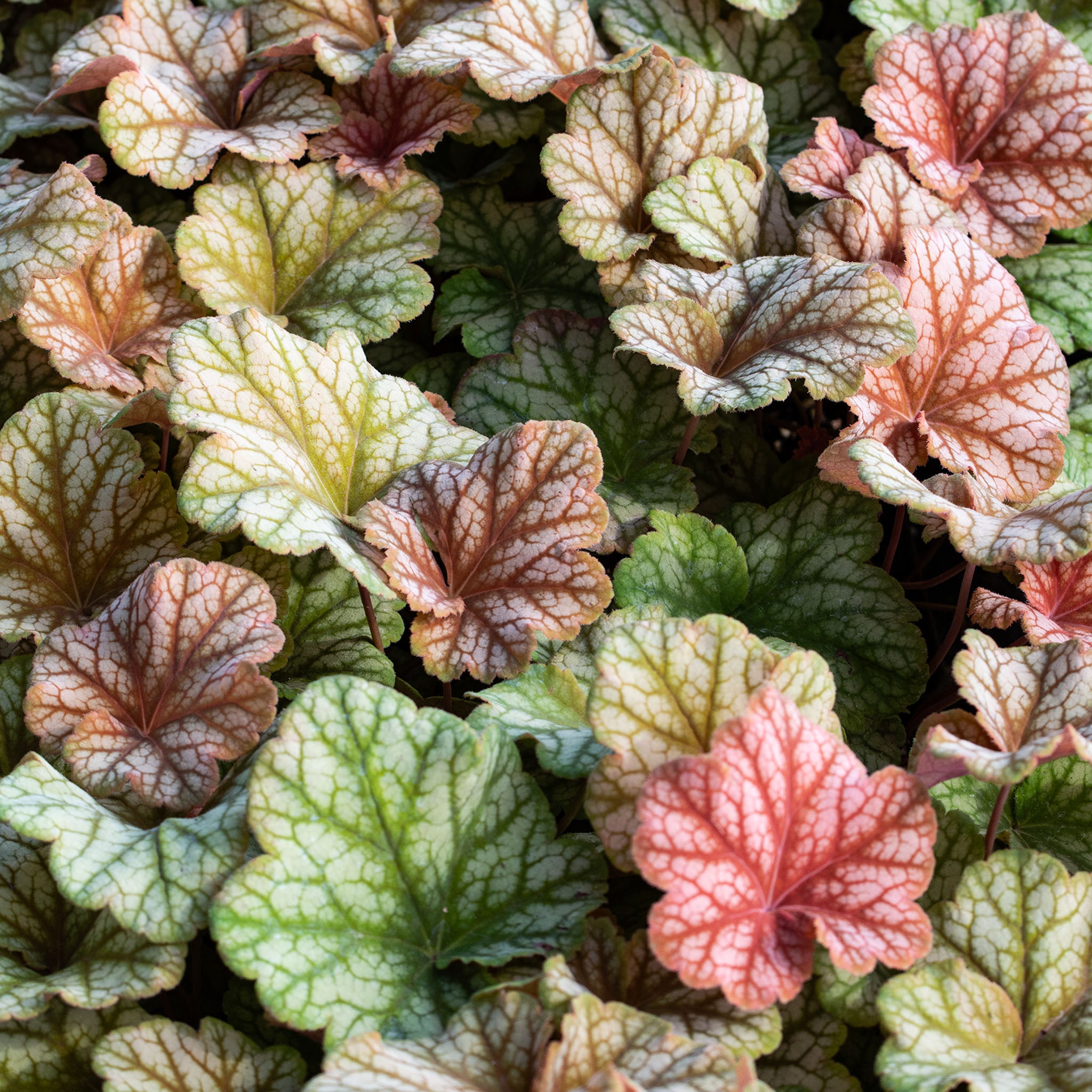 Heuchera, Changeling