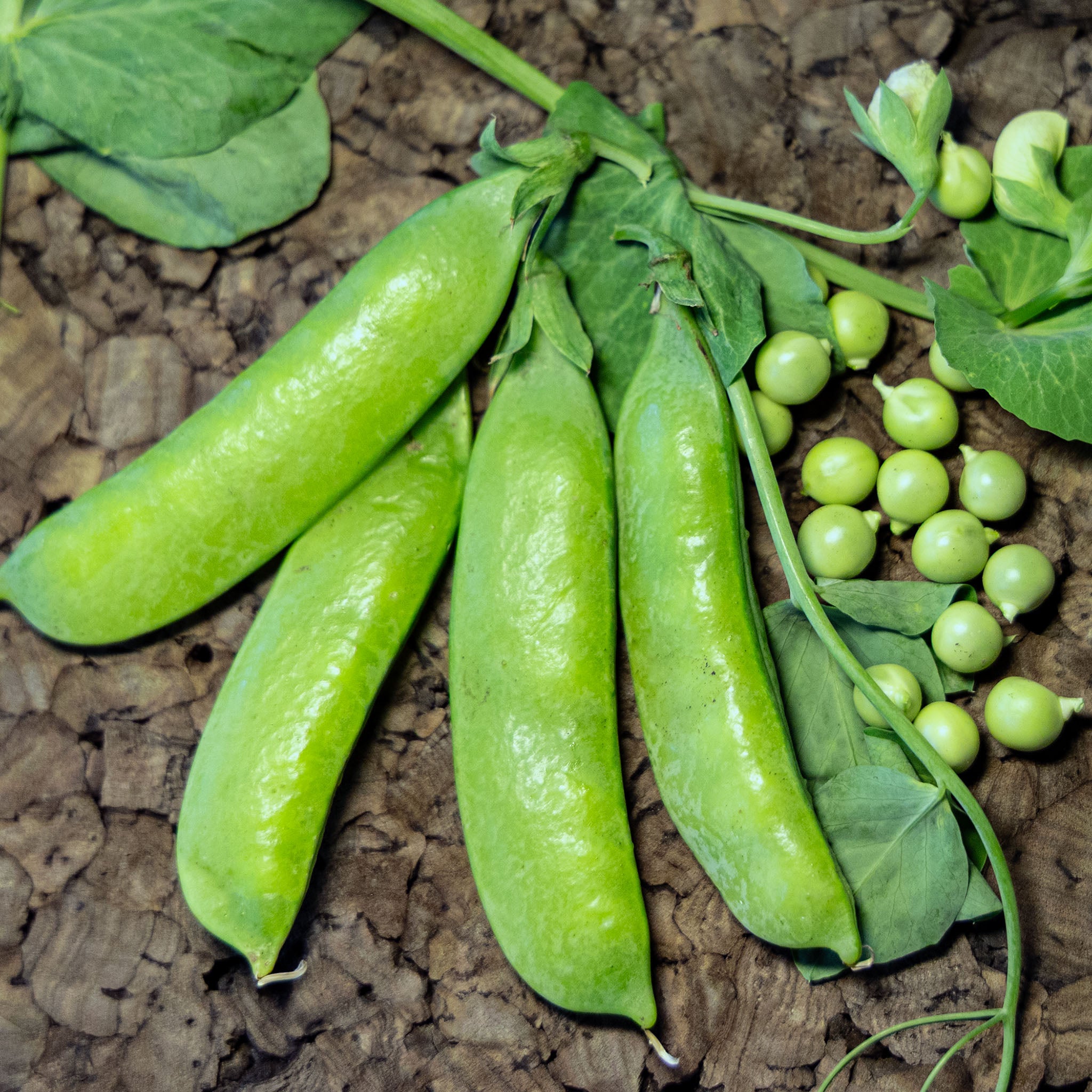 Pea, Extra Early Little Marvel