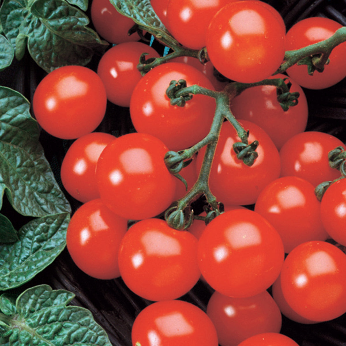 Tomato, Husky Cherry Red Hybrid