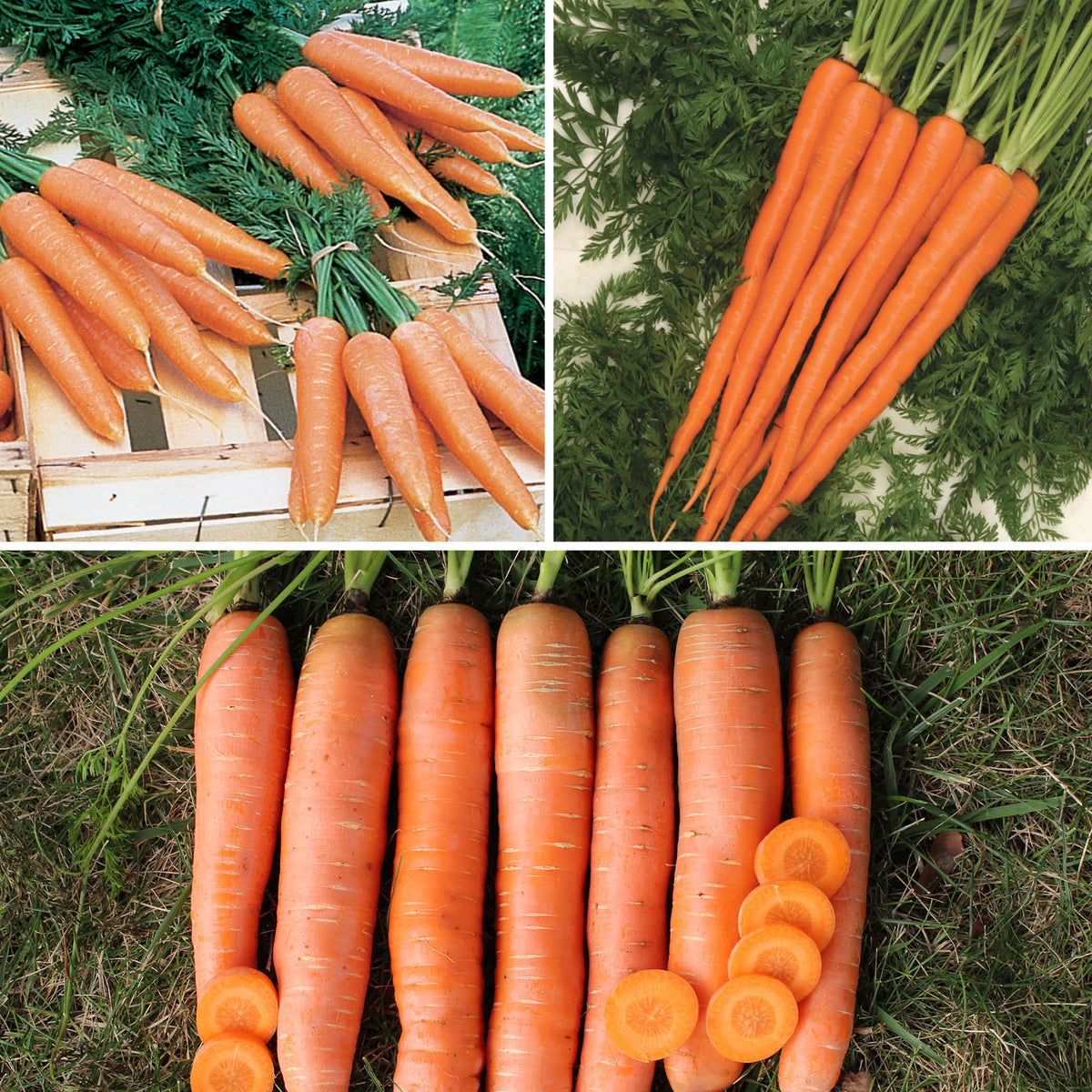Carrot Sampler