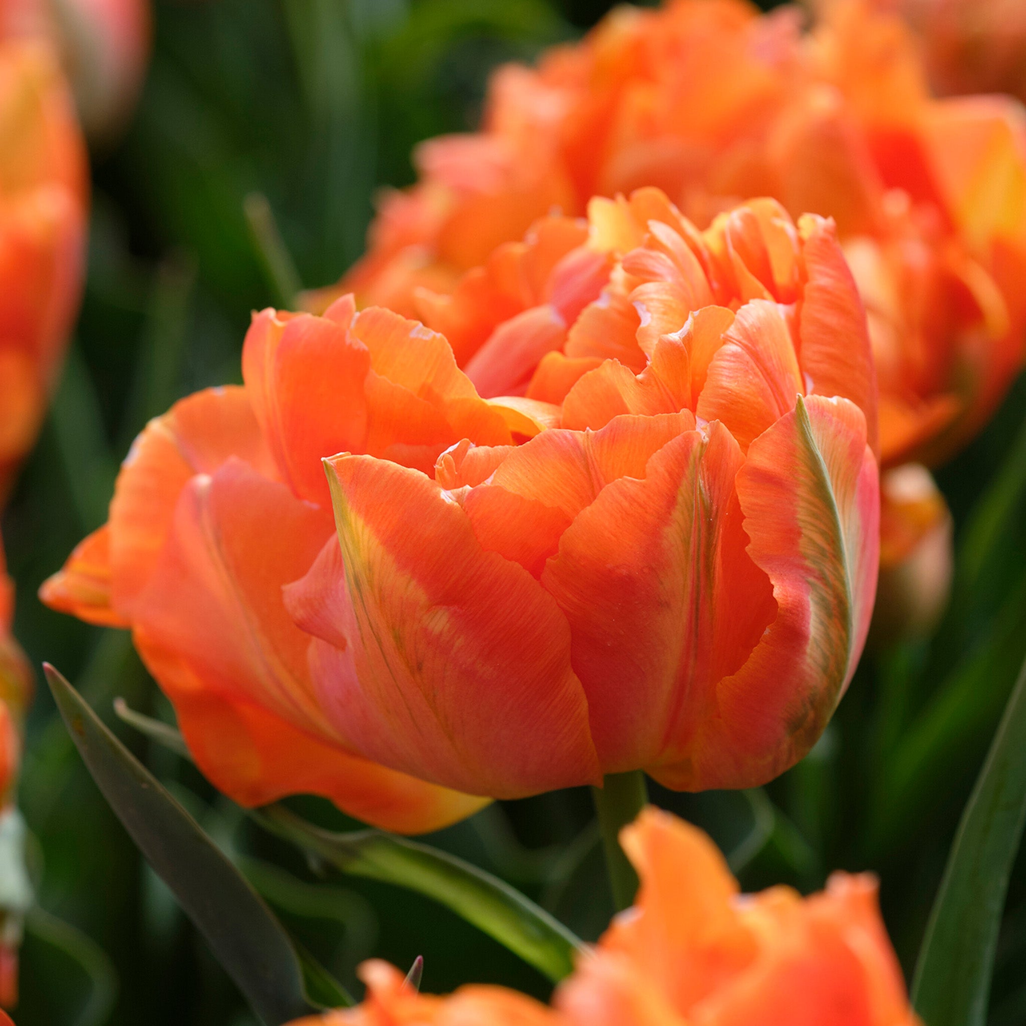 Tulip, Orca, 10 Pack