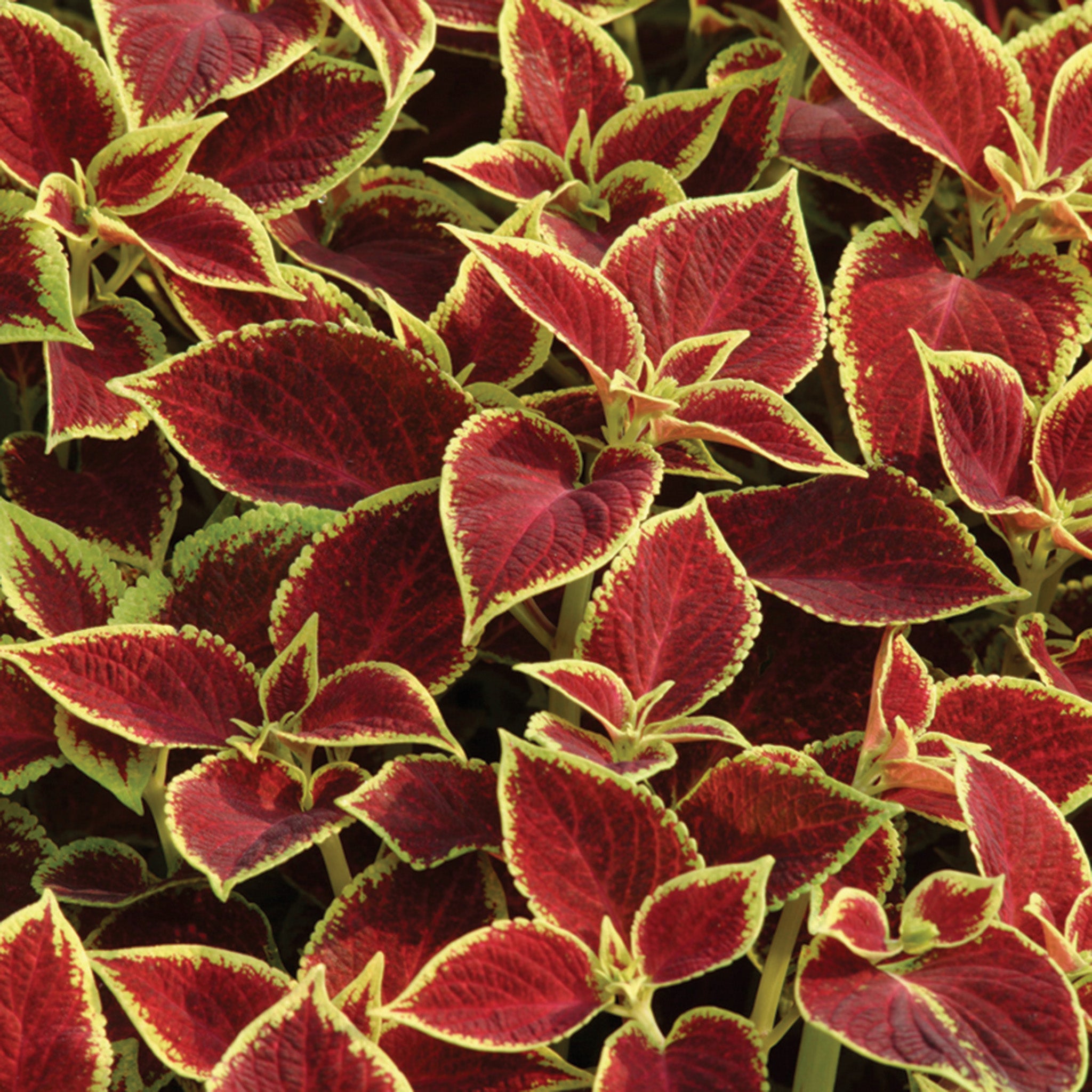 Coleus, Premium Sun Crimson Gold