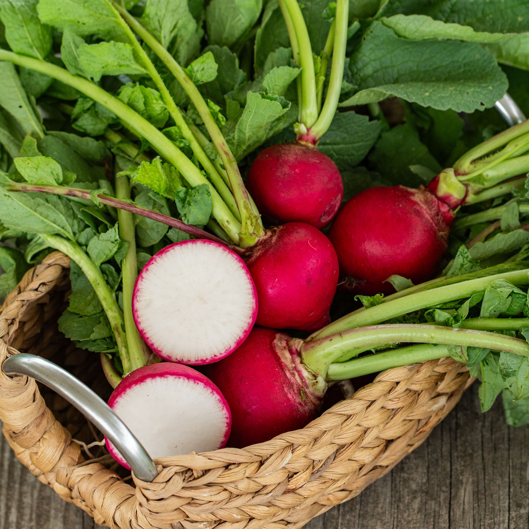 Radish, German Giant