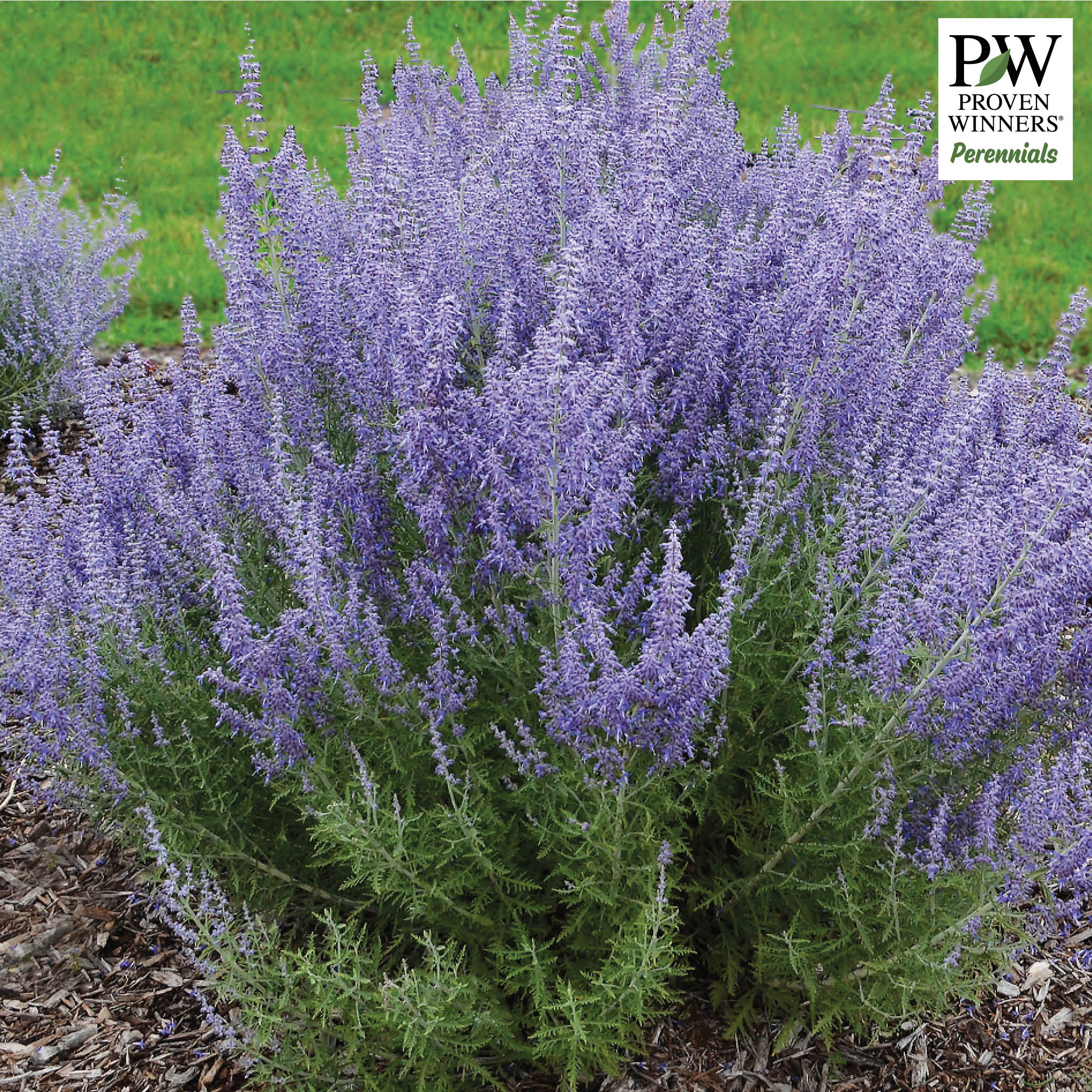 Russian Sage, Denim 'n Lace