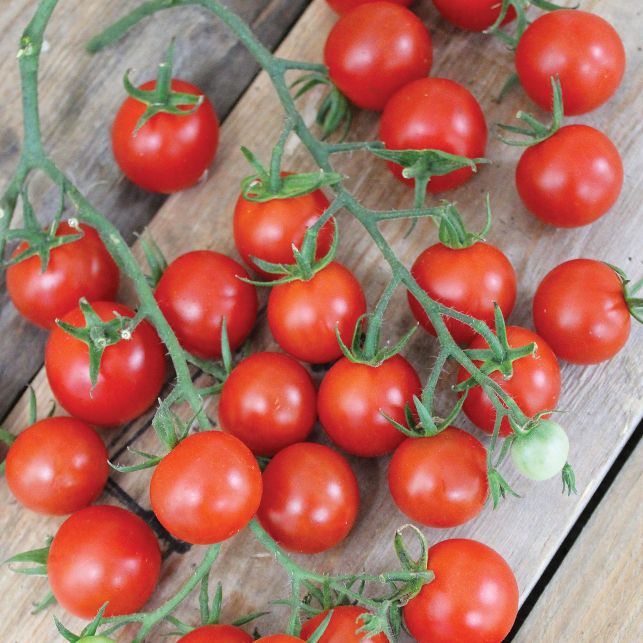Tomato, Sweet Million Hybrid