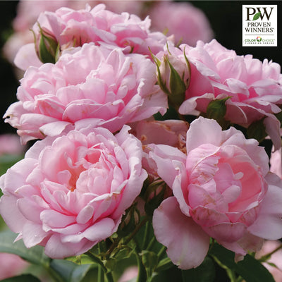 Rose, Shrub, Reminiscent® Pink