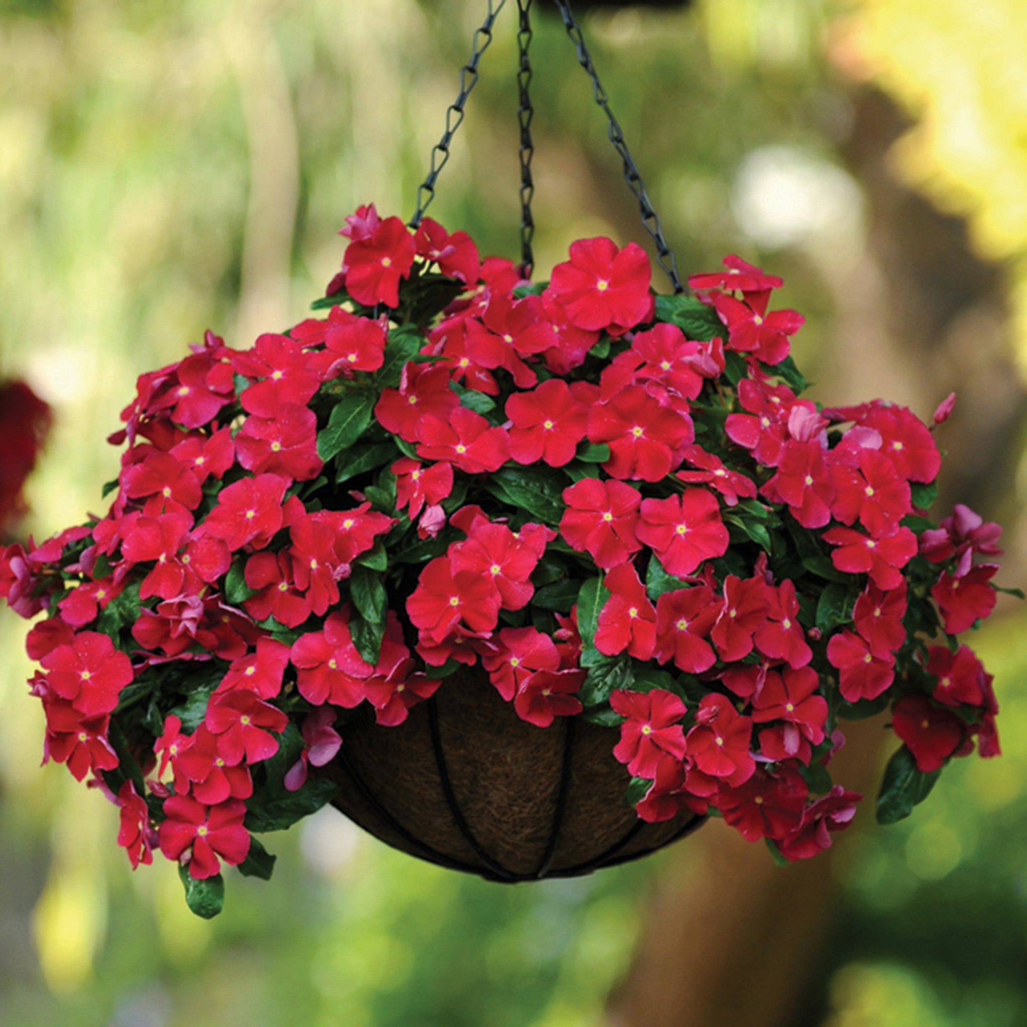 Vinca, Mediterranean XP Red