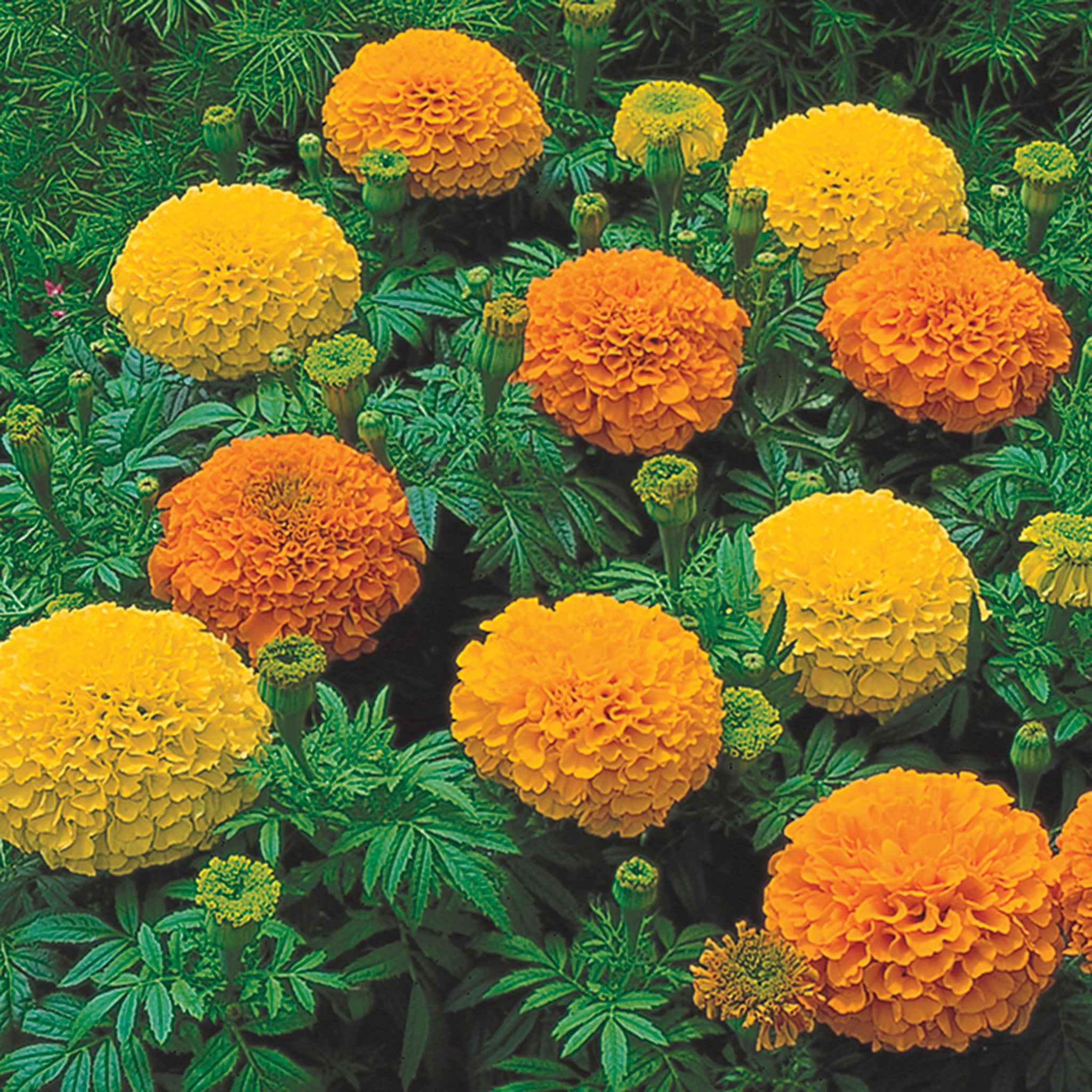 Marigold, Inca II™ Mix
