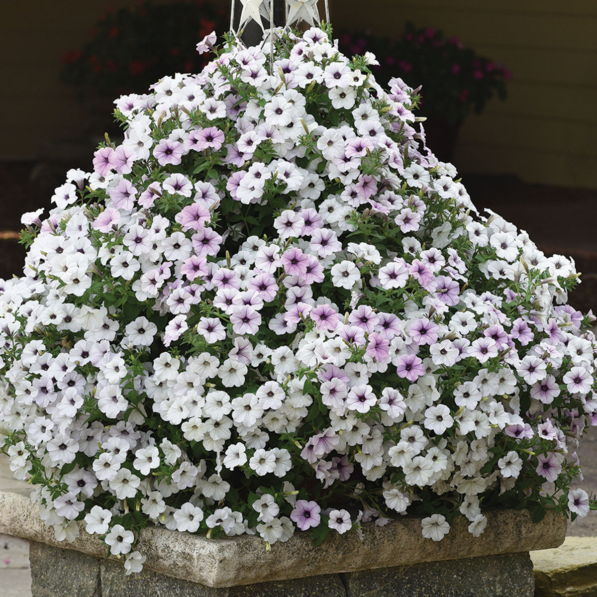 Petunia, Tidal Wave® Silver Hybrid
