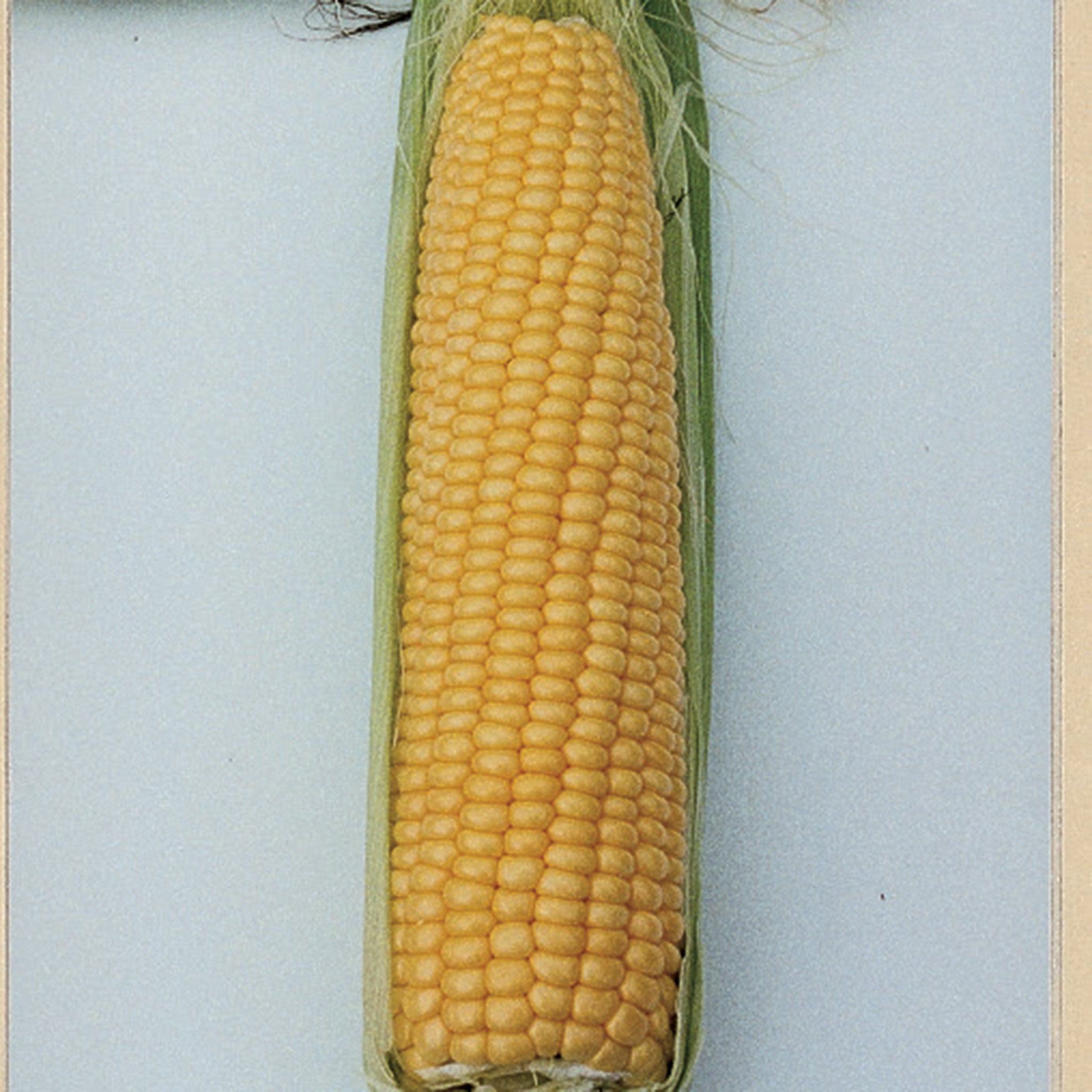 Sweet Corn, NK 199 Yellow Hybrid, Treated