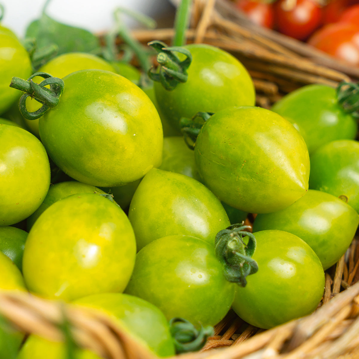 Tomato, Grinch Dwarf Cherry