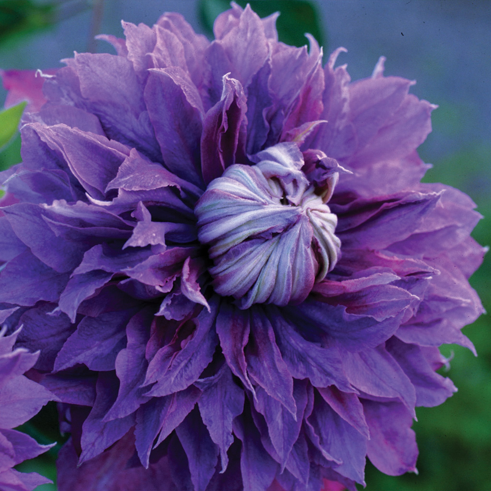 Clematis, Diamantina™