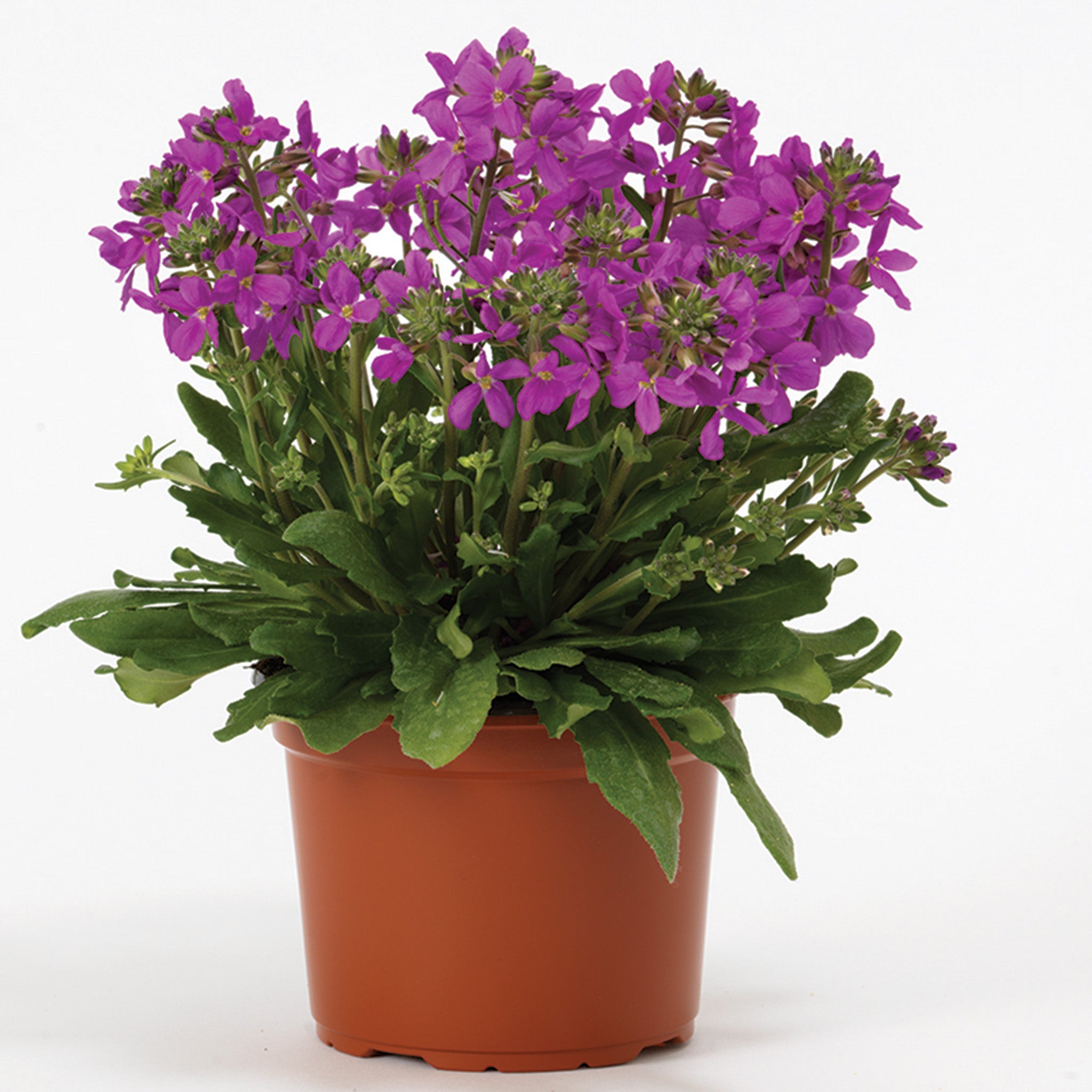 Arabis, Barranca™ Pink