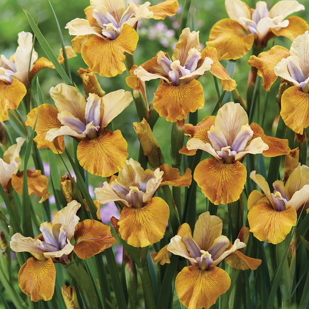 Iris, Siberian, Colonel Mustard