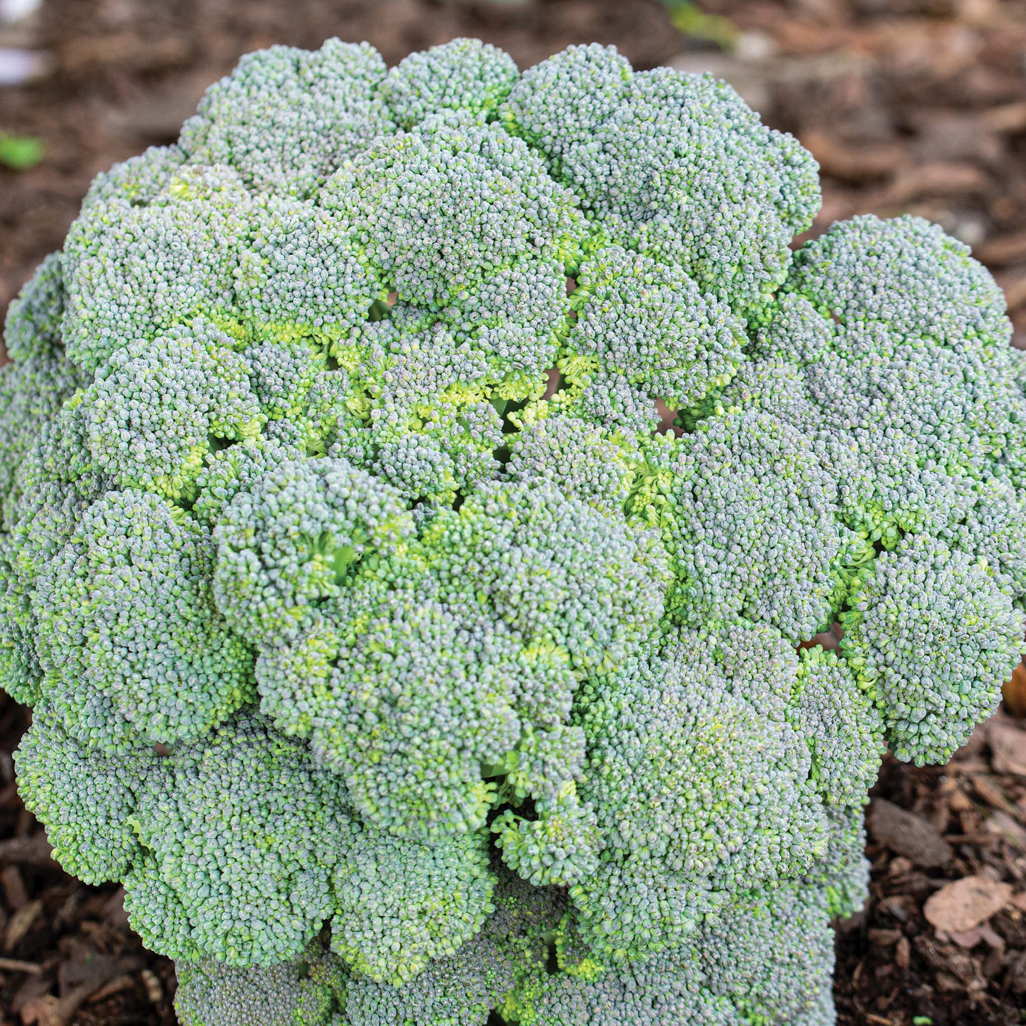 Broccoli, Monflor Hyrbid
