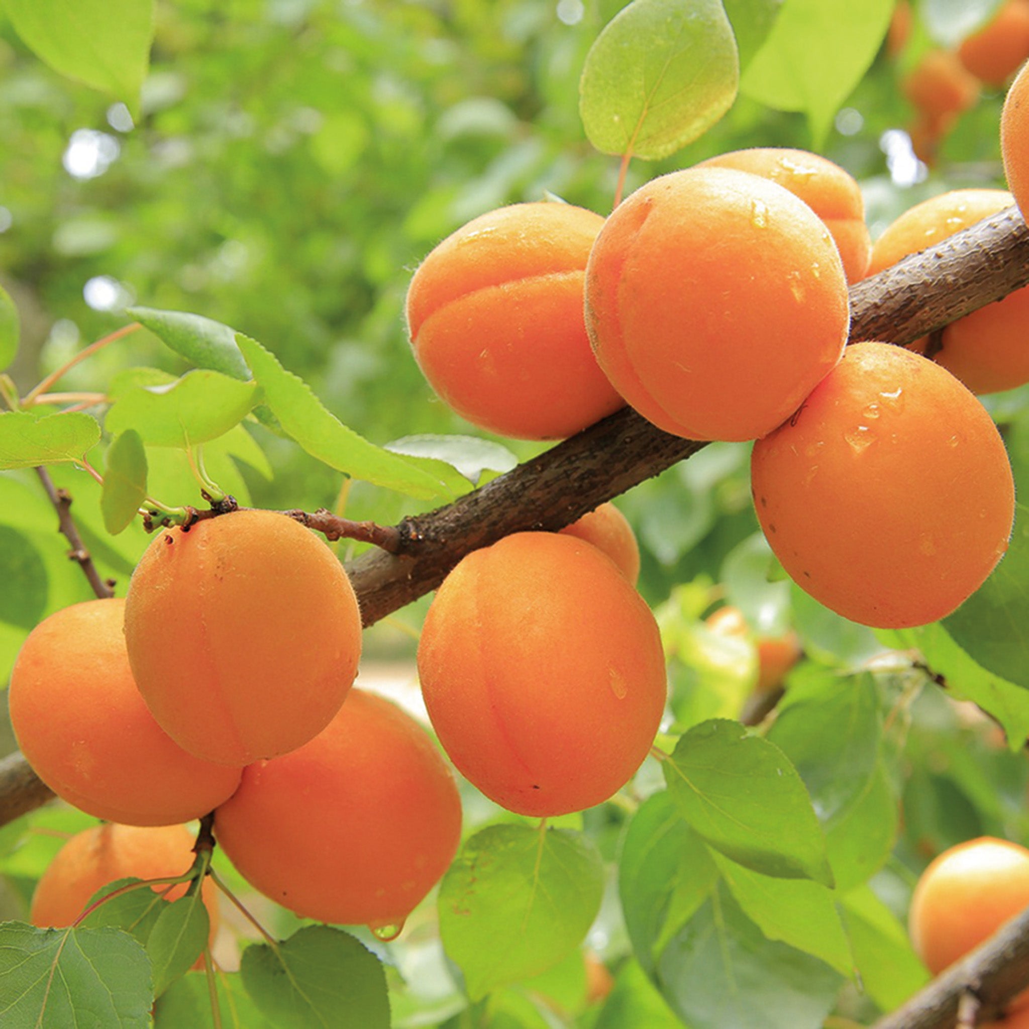 Apricot, Goldcot