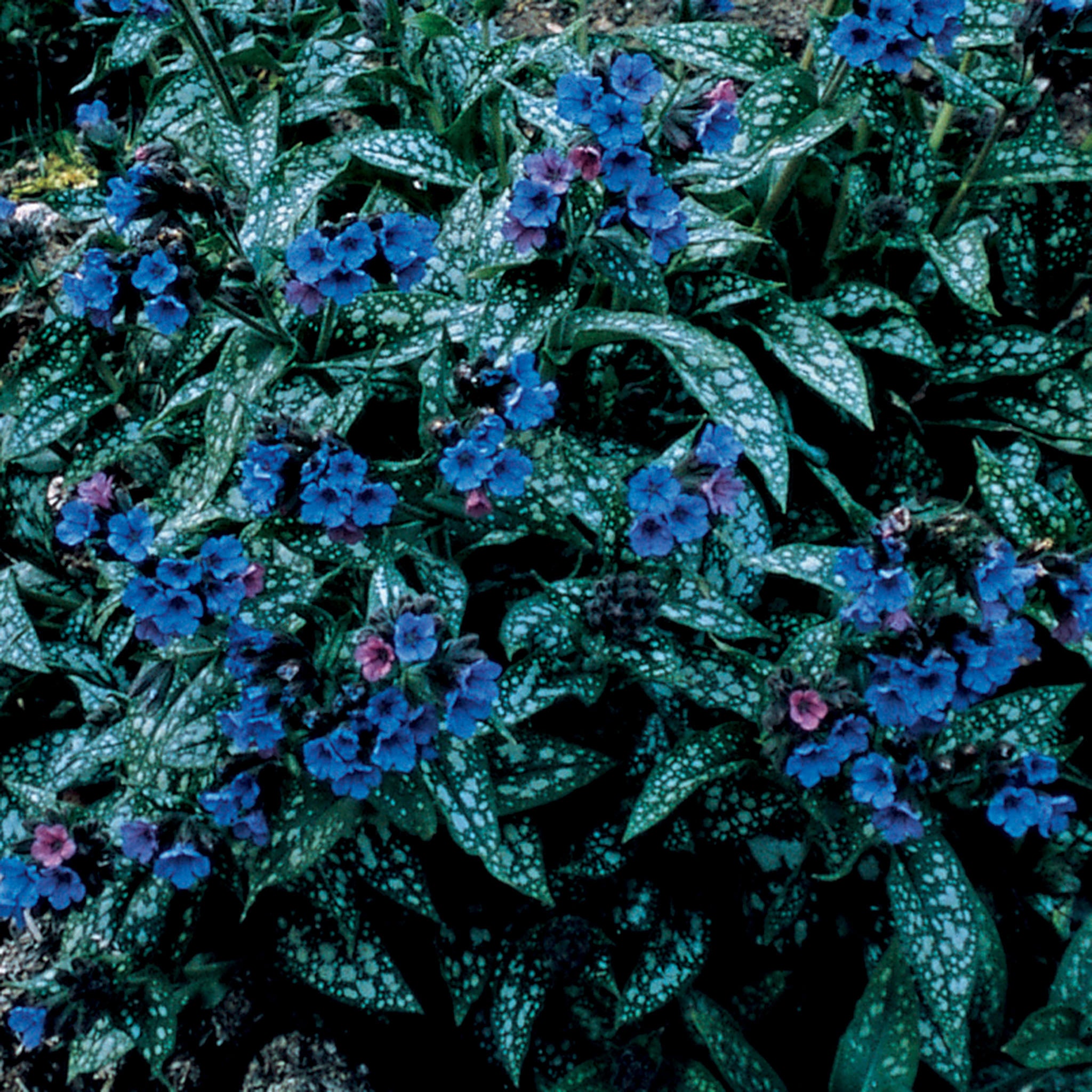 Pulmonaria, Trevi Fountain