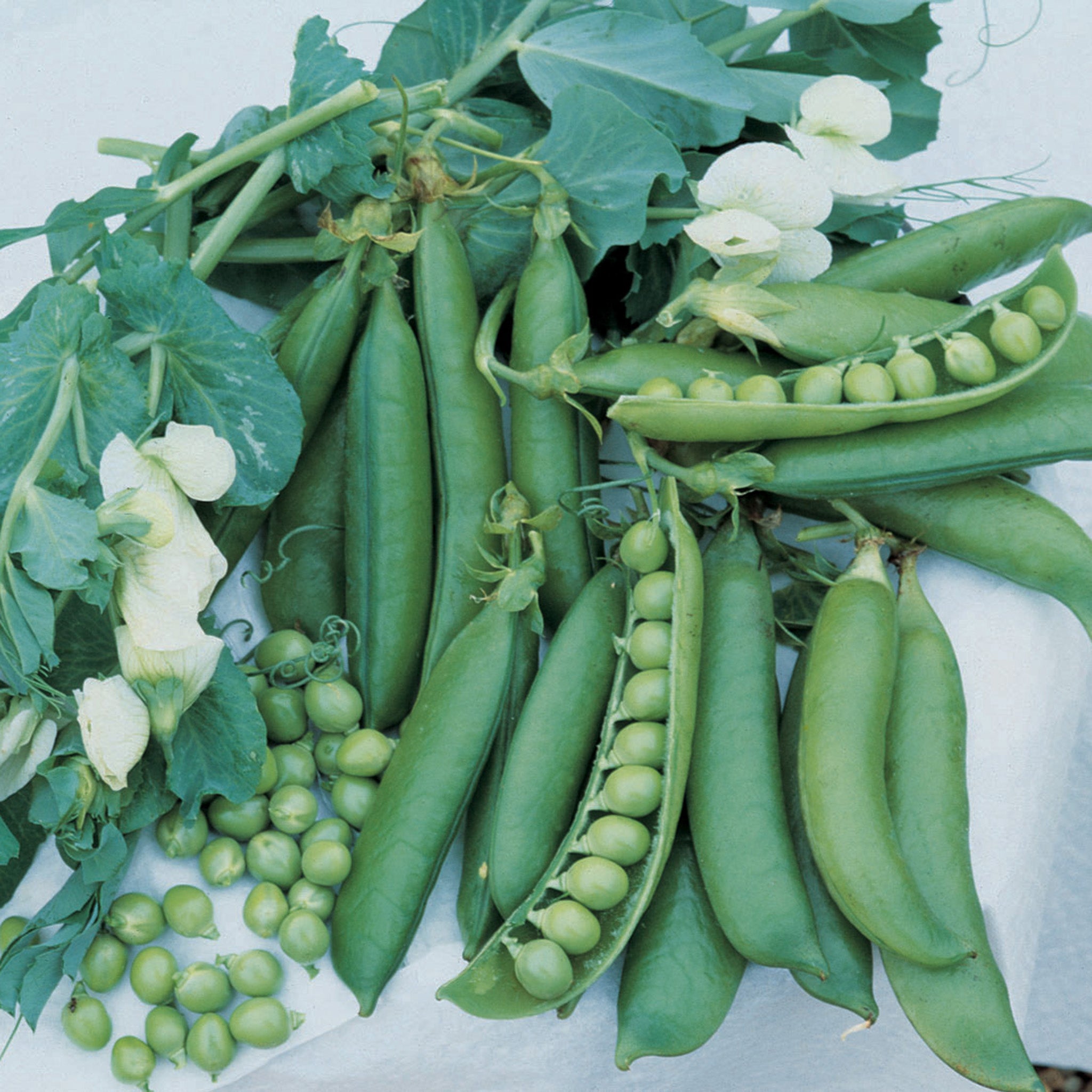 Pea, Wando
