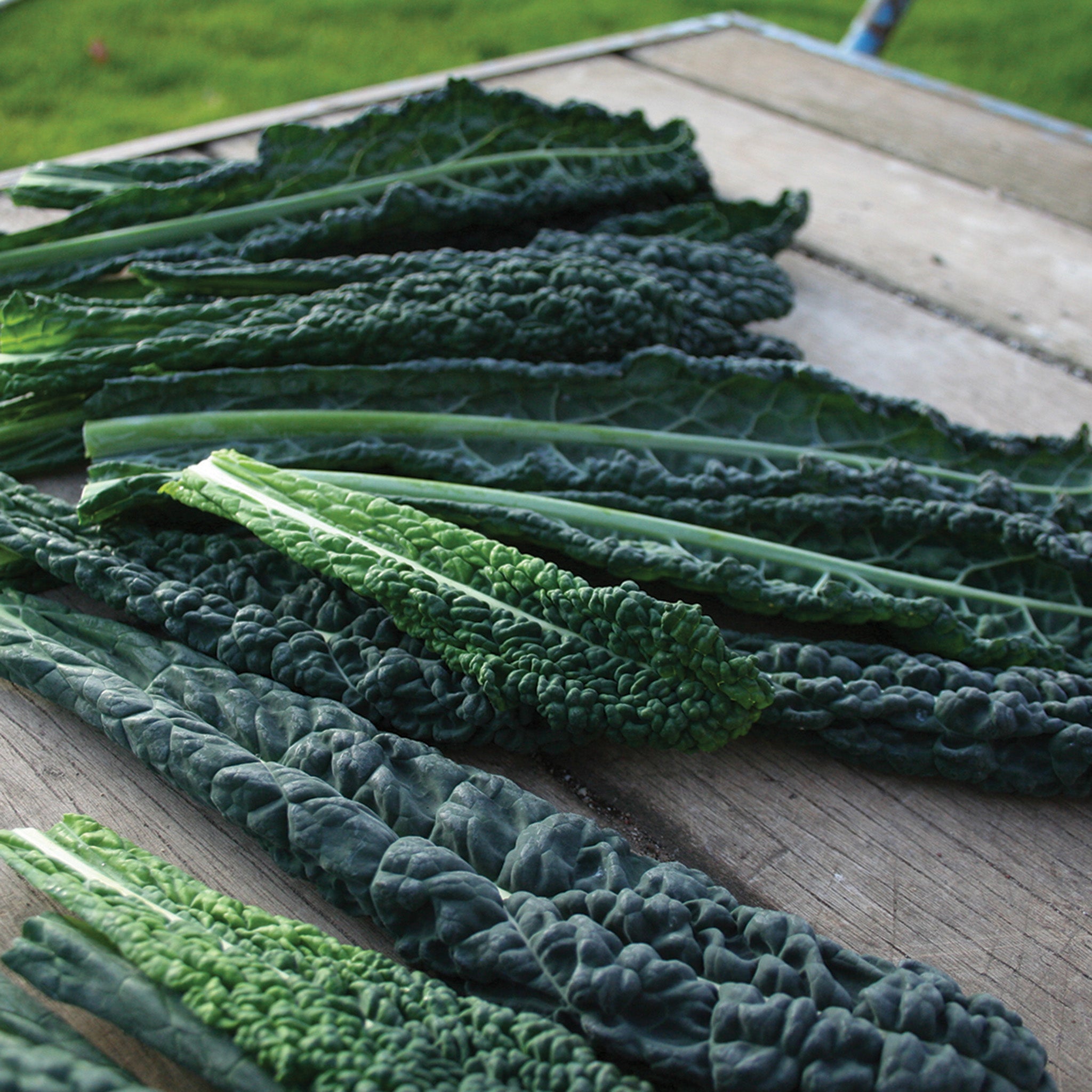 Kale, Black Magic