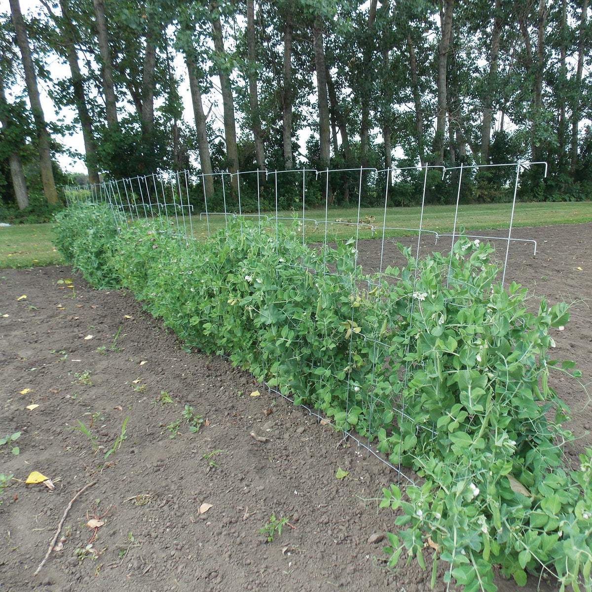 Pea Fence, 8 Ft x 48 Inch, 2 Pack