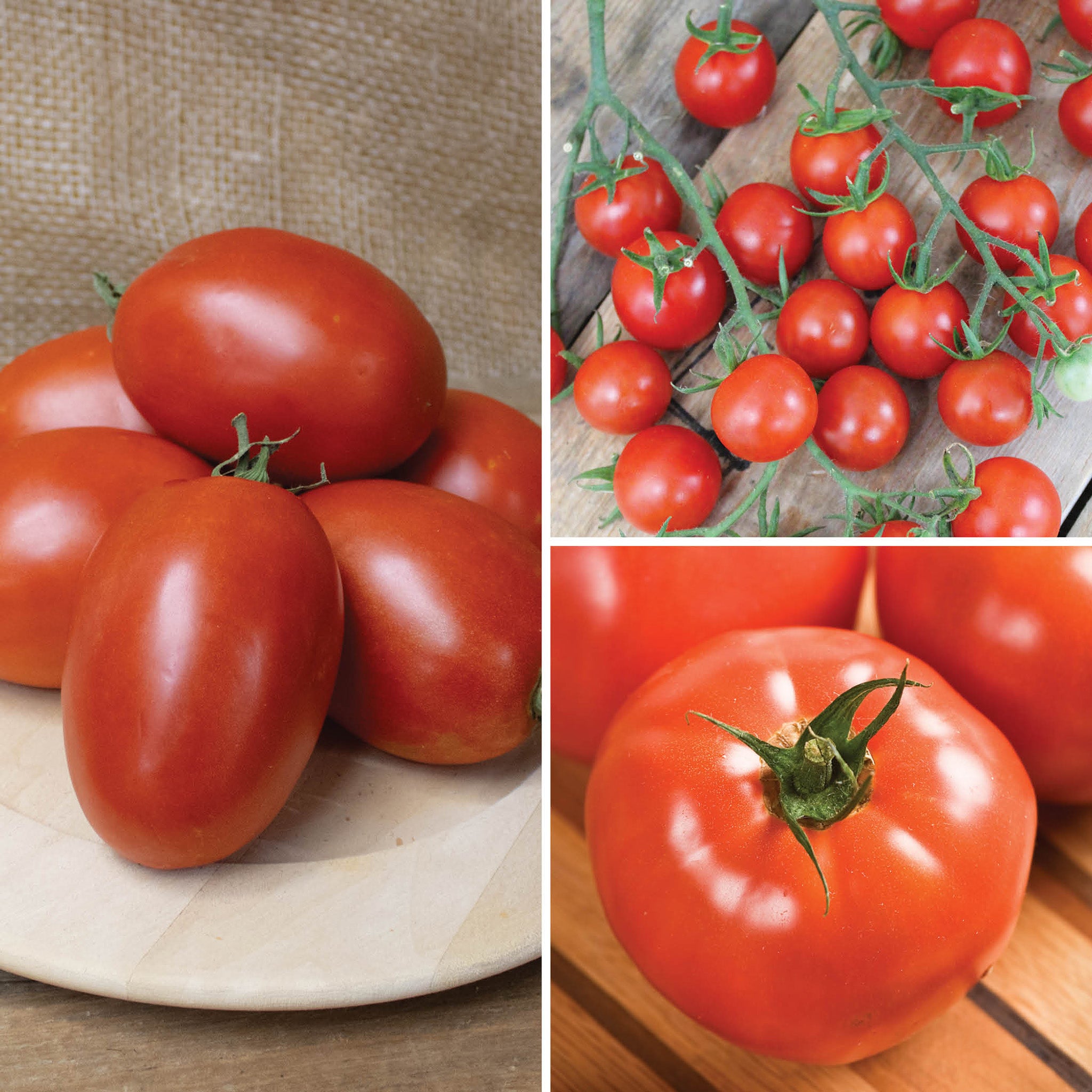Tomato Plant Sampler #2