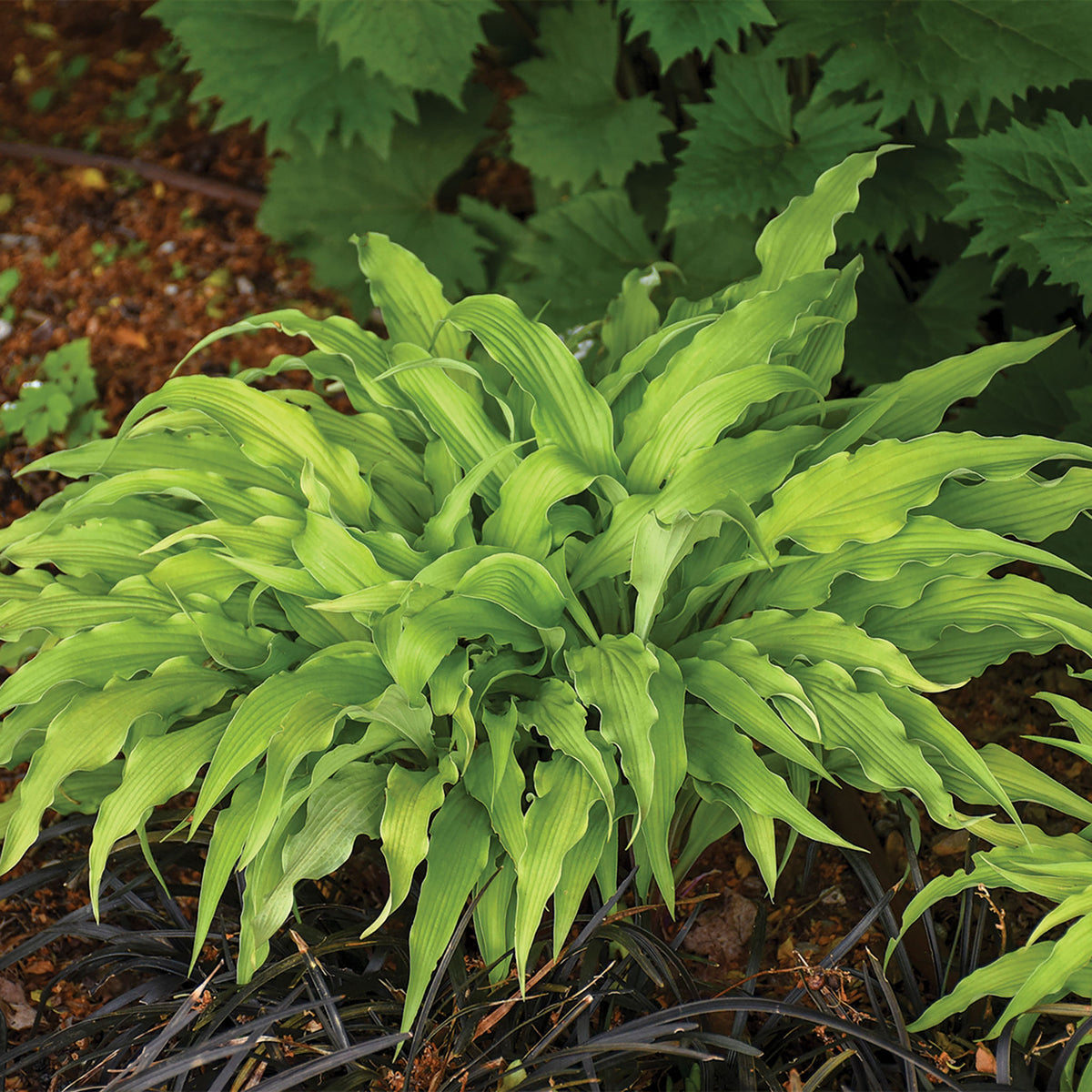 Hosta, Curly Fries