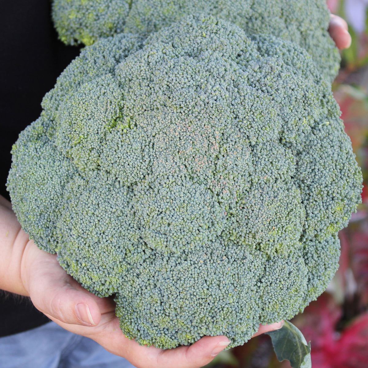 Broccoli, Lieutenant Hybrid