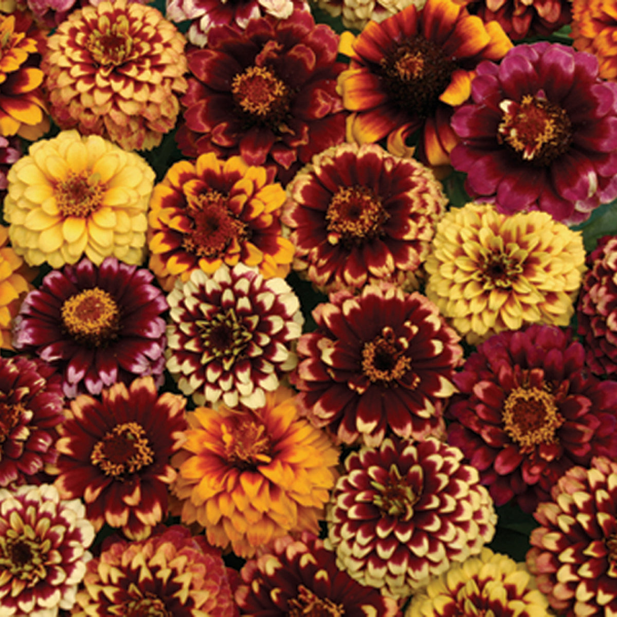 Zinnia, Aztec Sunset