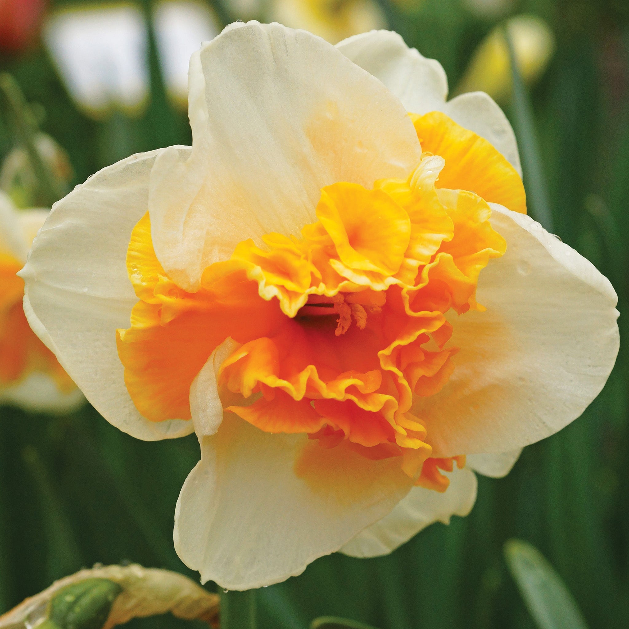 Daffodil, Love Call, 10 Pack