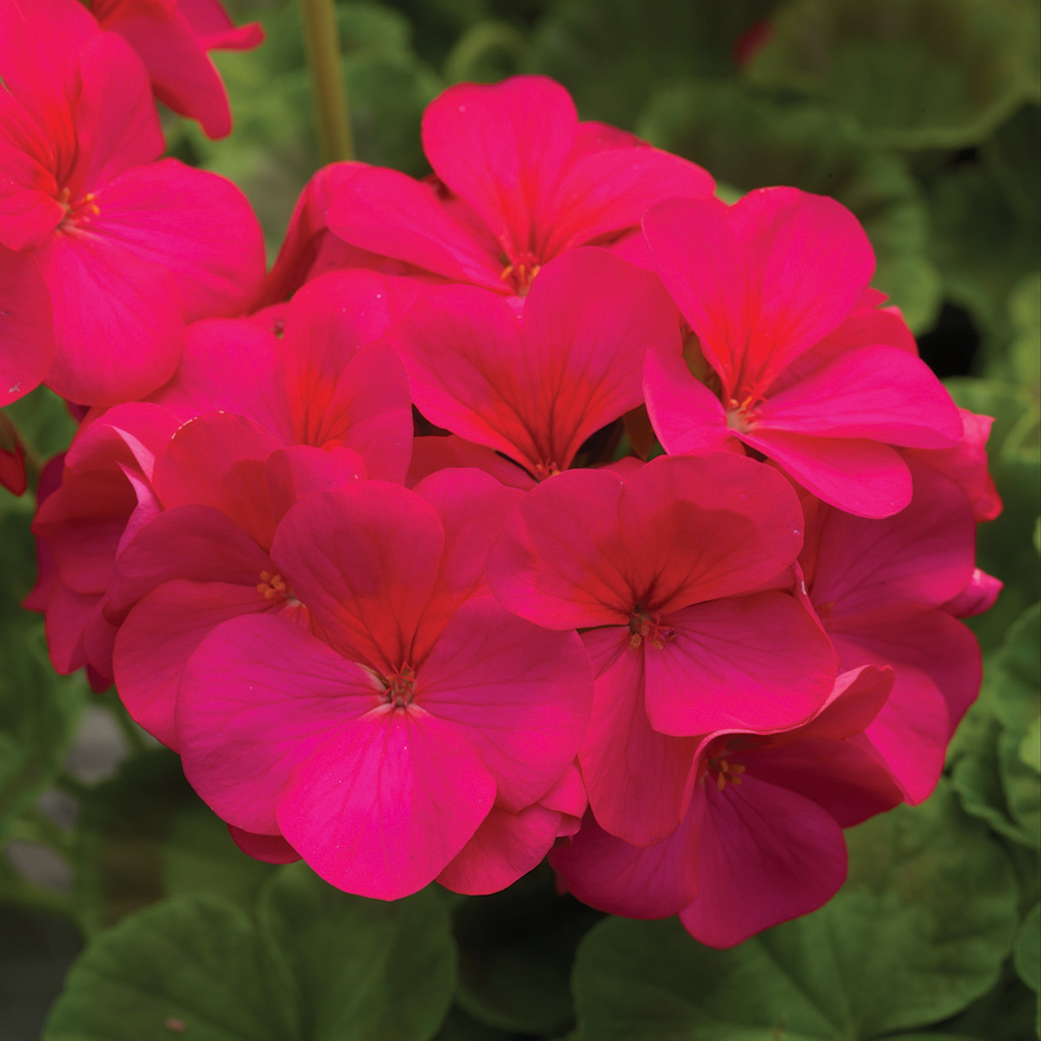 Geranium, Pinto™ Premium Violet Hybrid