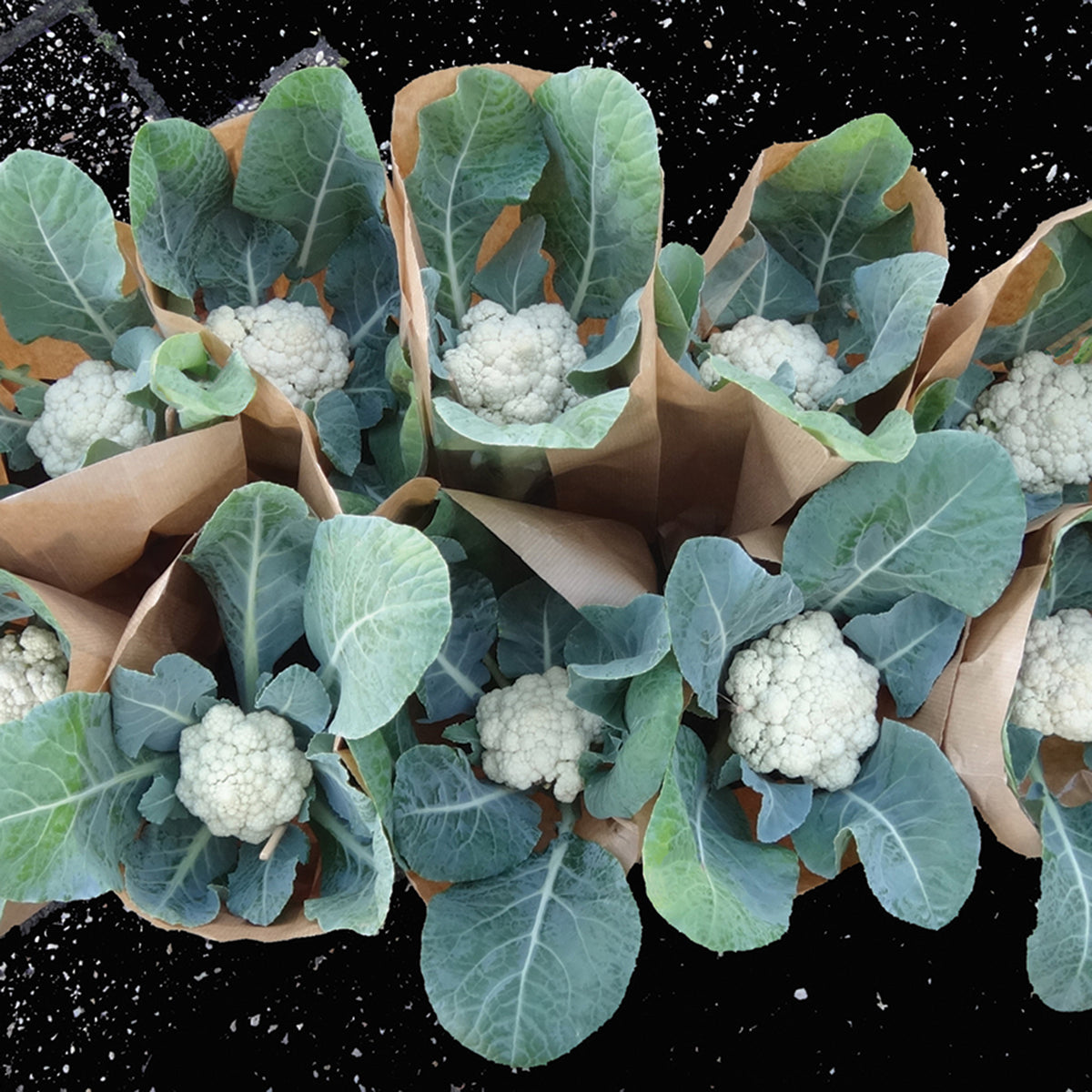 Cauliflower, Baby Hybrid
