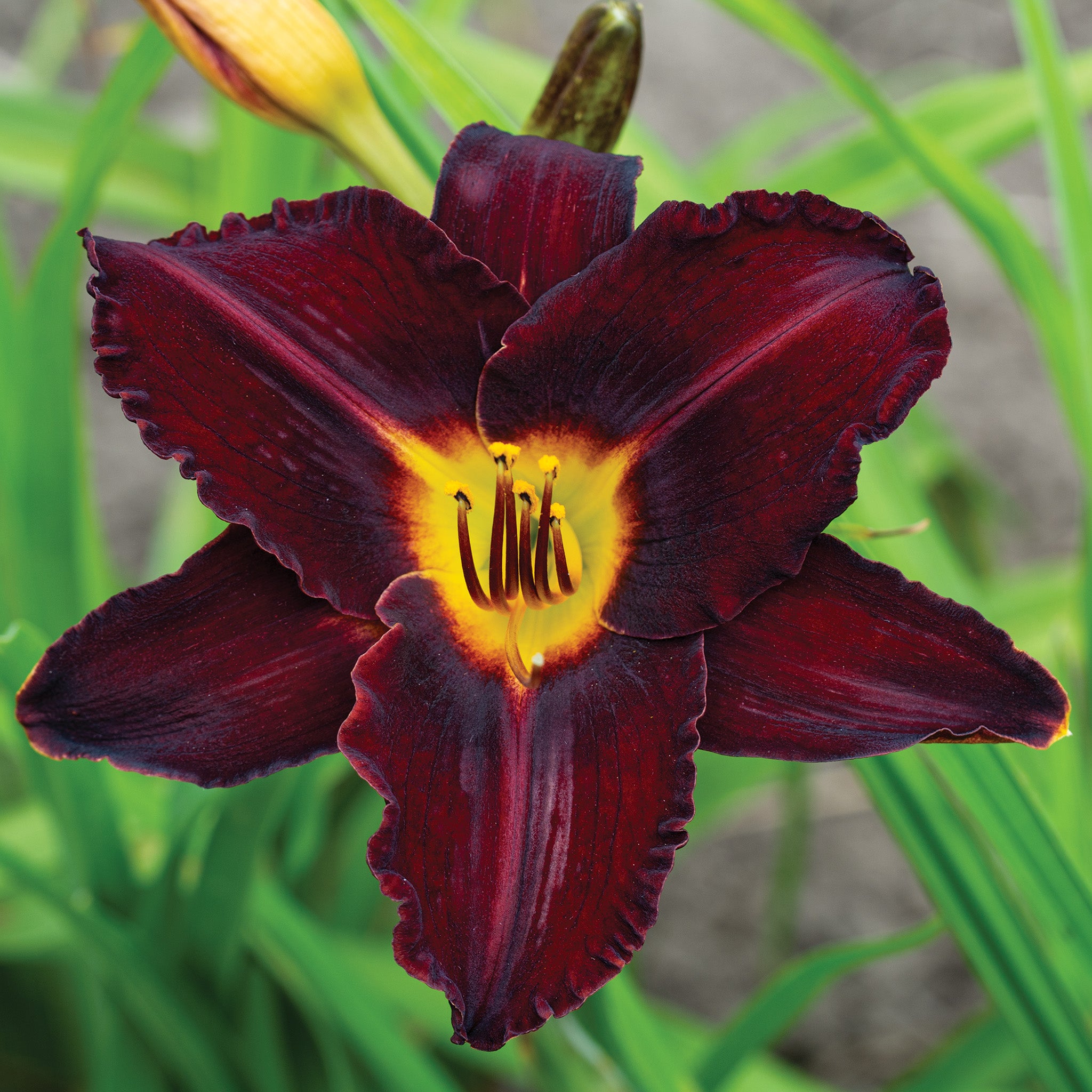 Daylily, Dominic