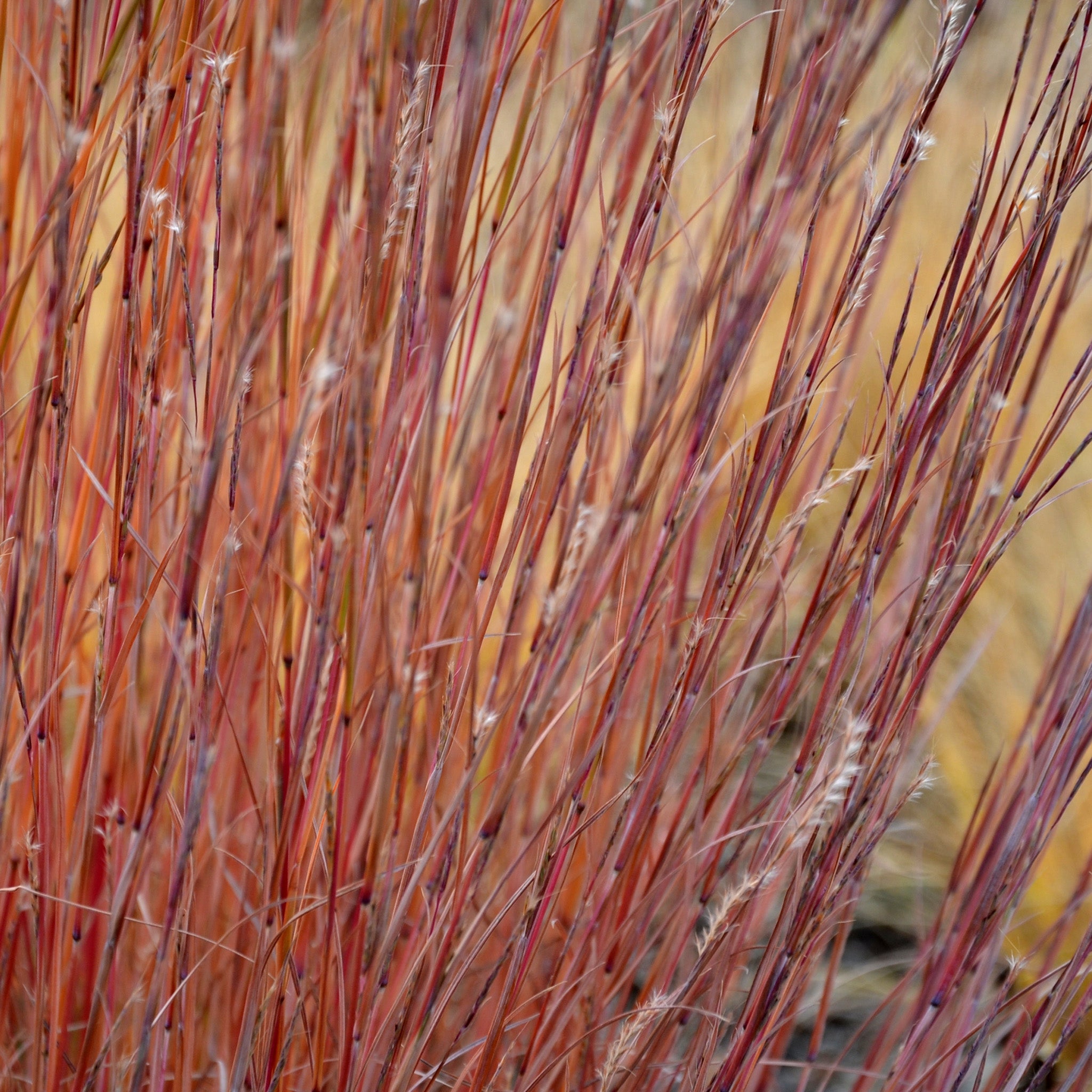 Grass, Blaze Little Bluestem
