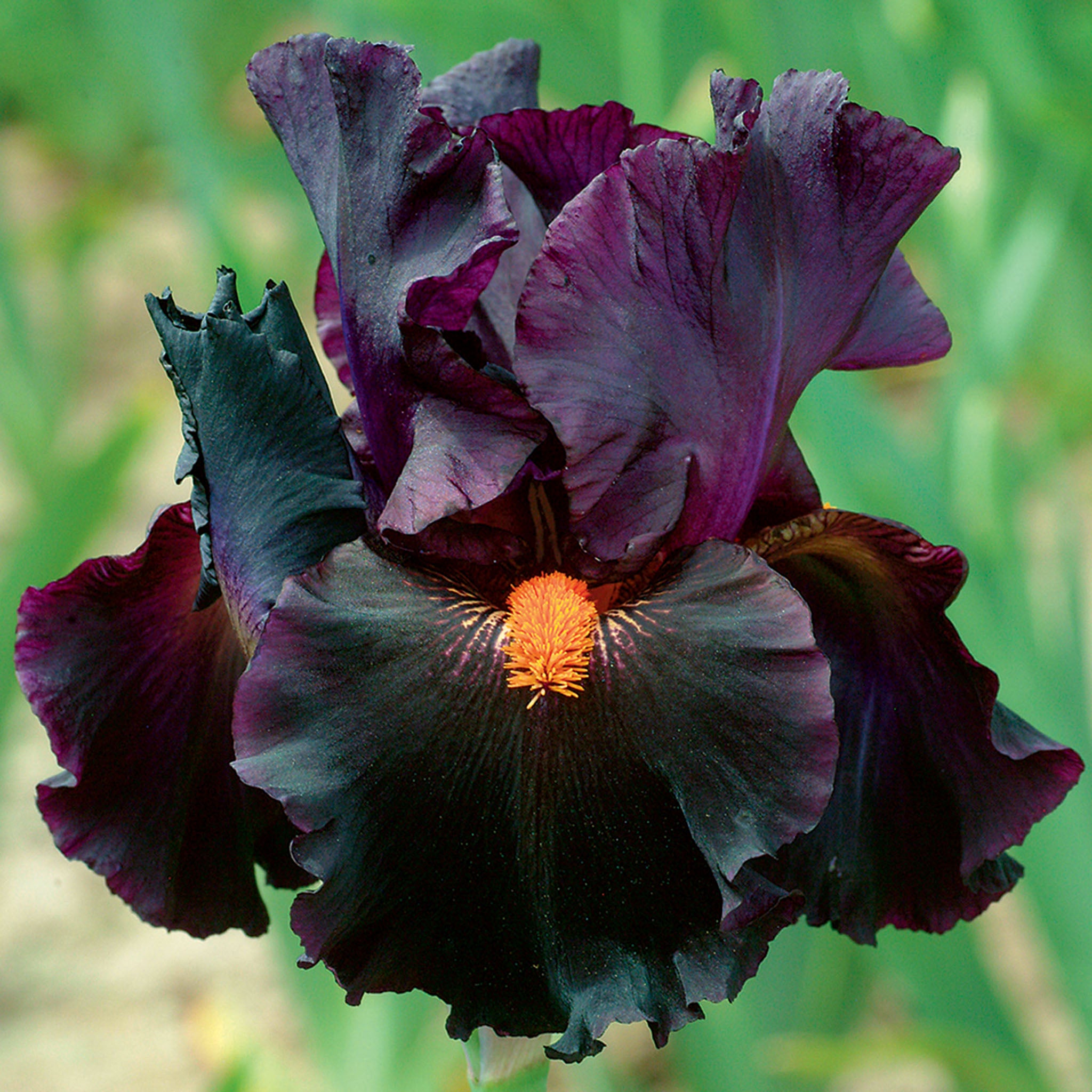 Iris, Bearded, Dracula's Kiss
