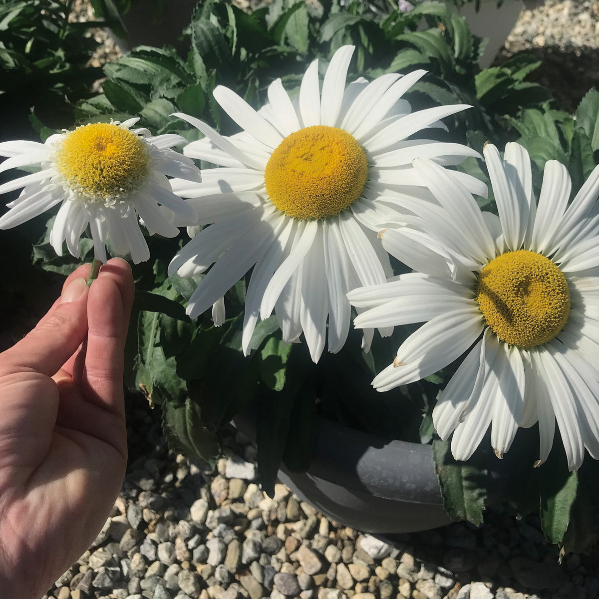 Shasta Daisy, Betsy