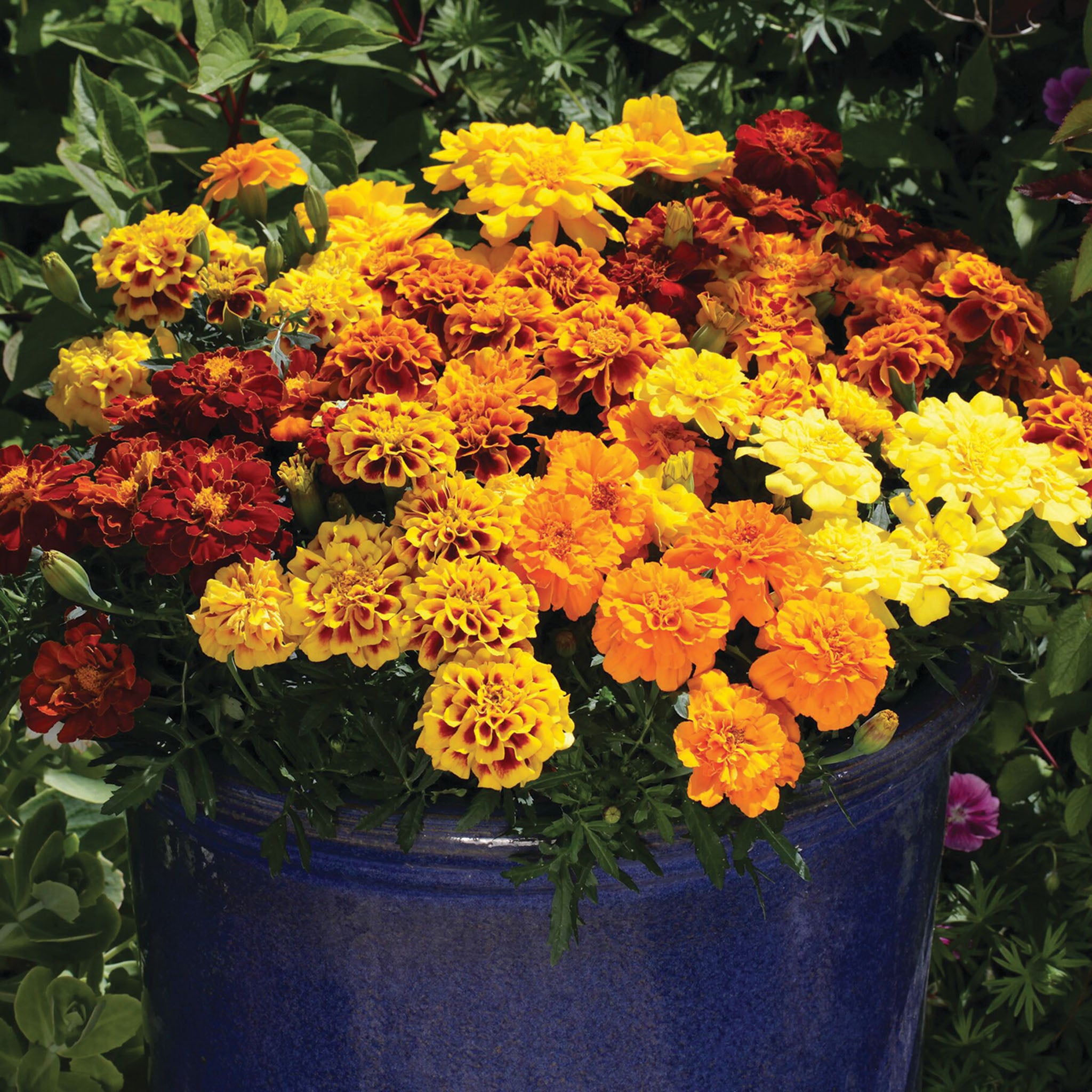Marigold, Alumia™ Mix