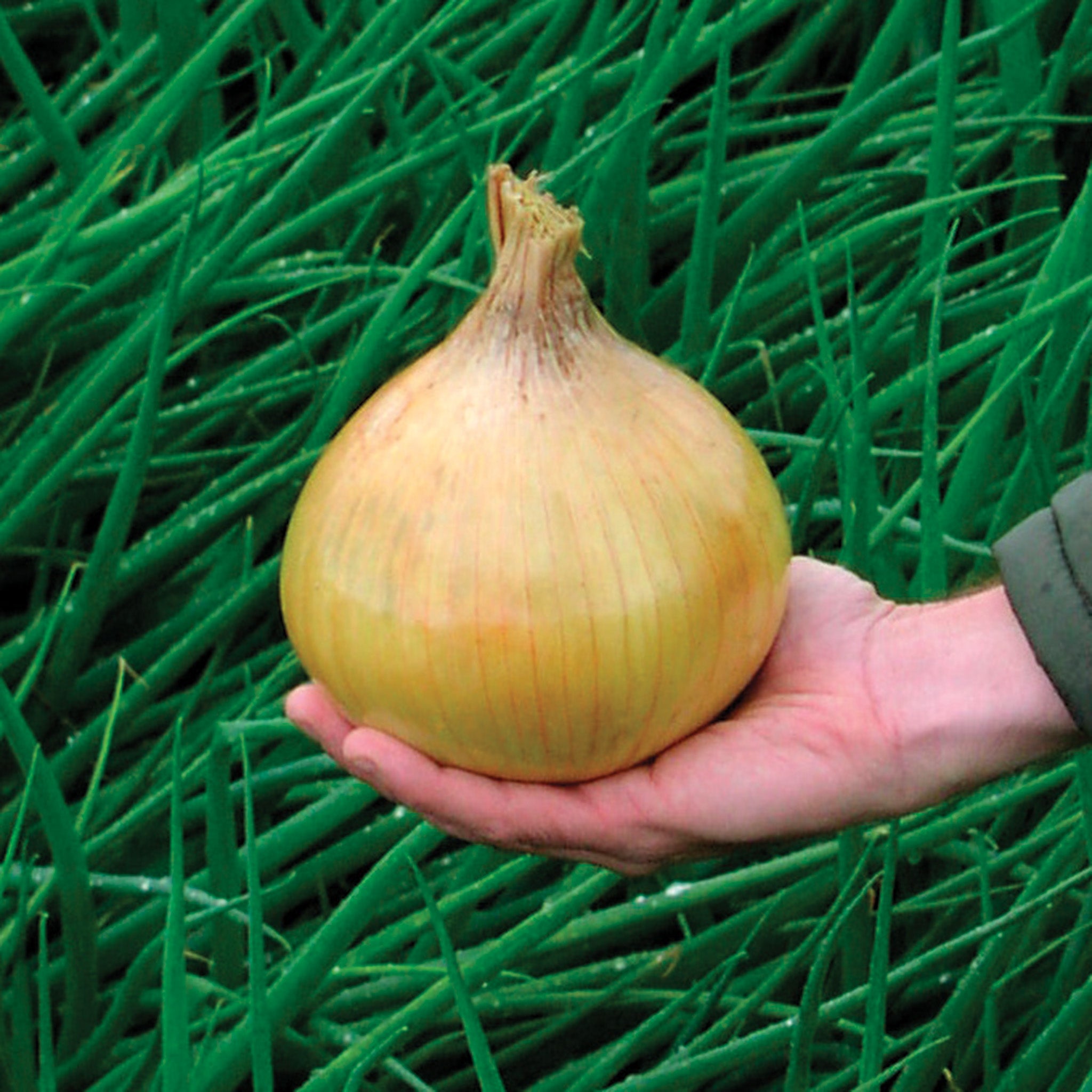 Onion, Ailsa Craig Exhibition