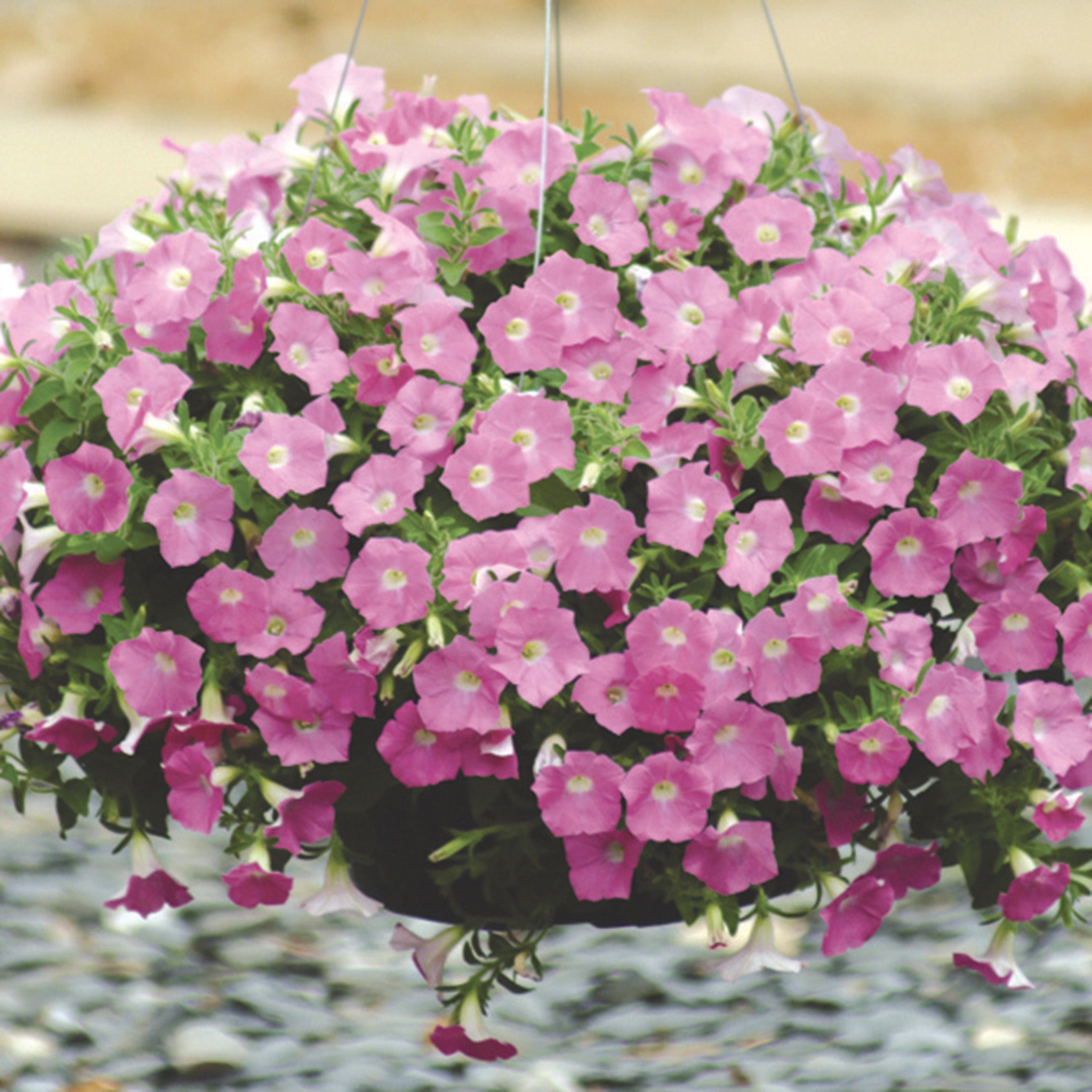 Petunia, Shock Wave® Pink Shades hybrid
