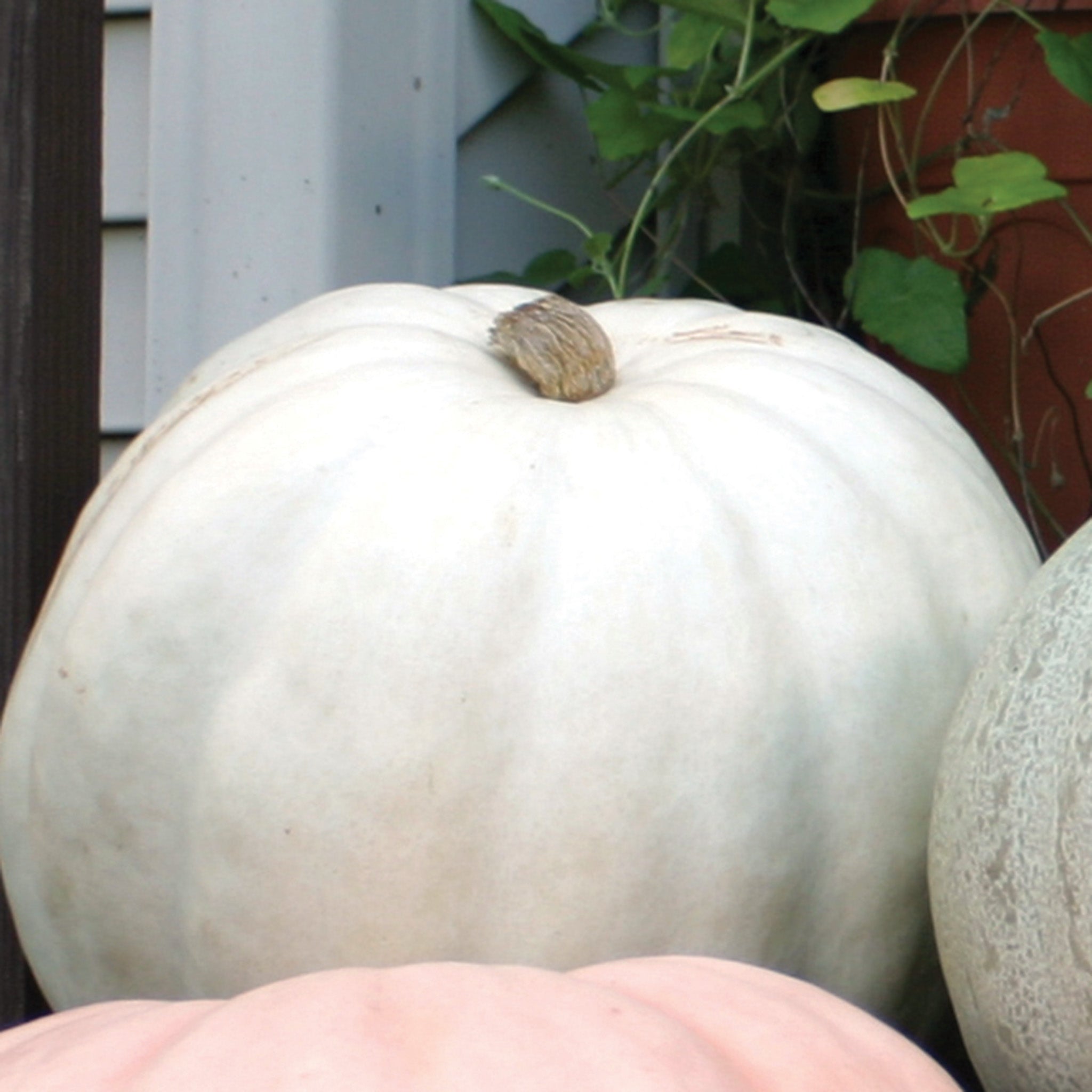 Pumpkin, Crystal Star Hybrid