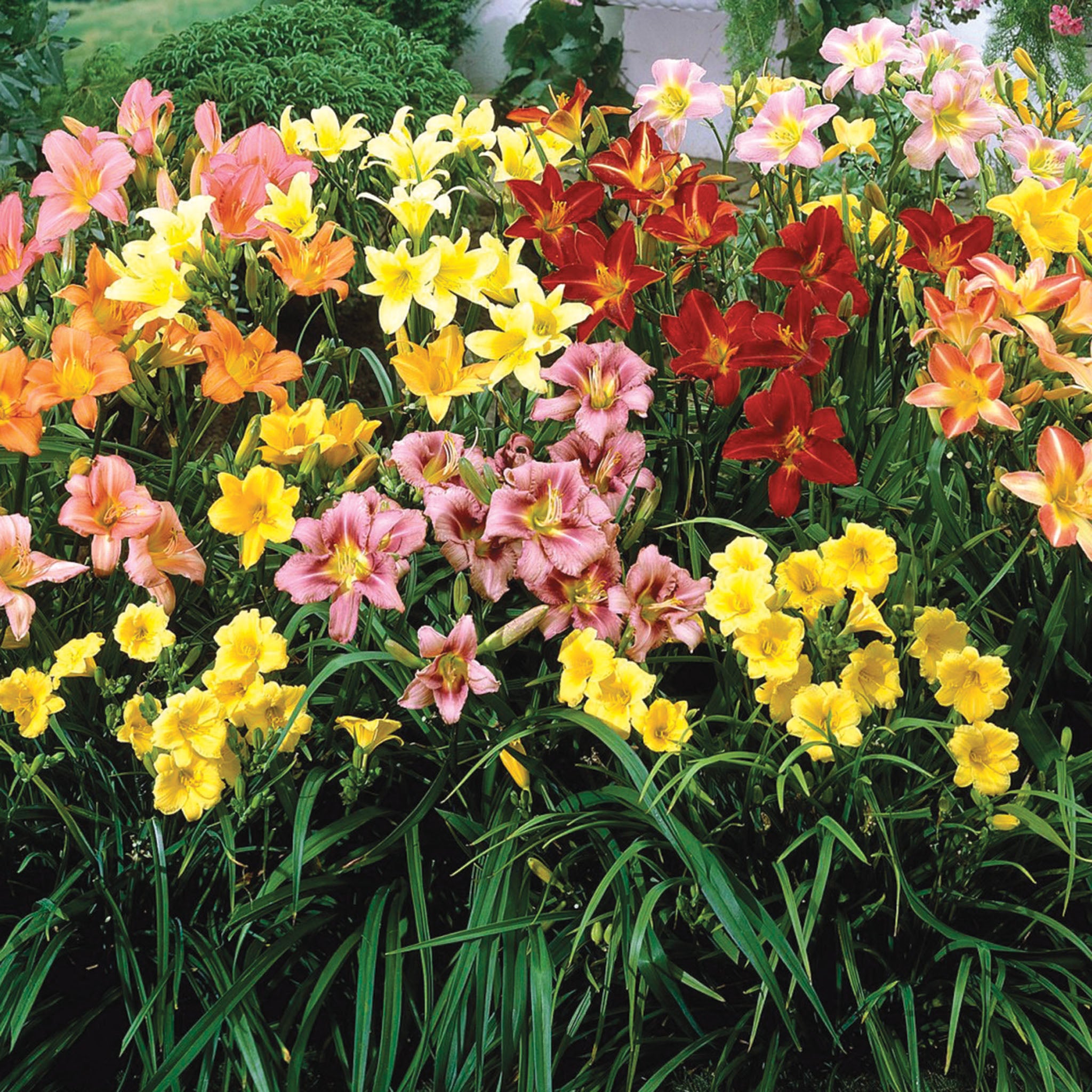 Daylily, Color Wheel Mix, Set of 3