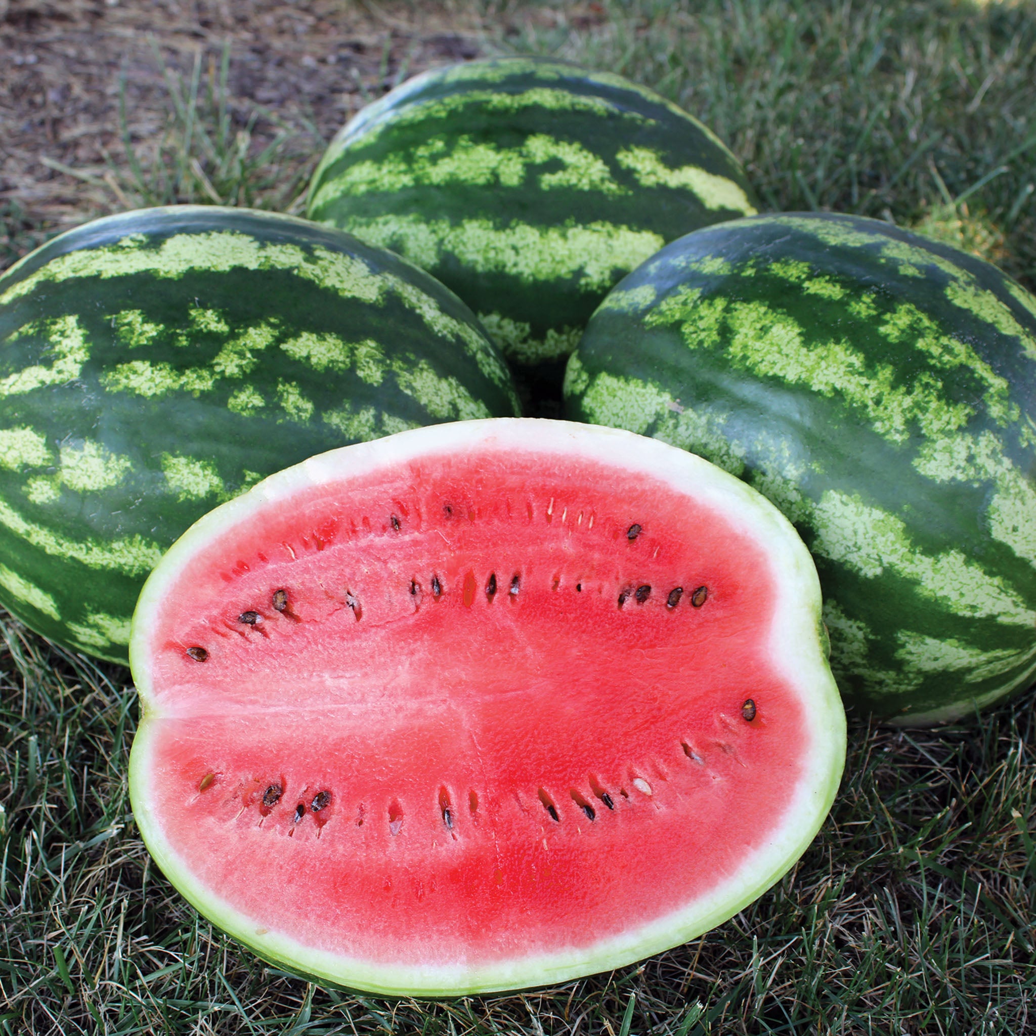 Watermelon, Crimson Sweet Organic